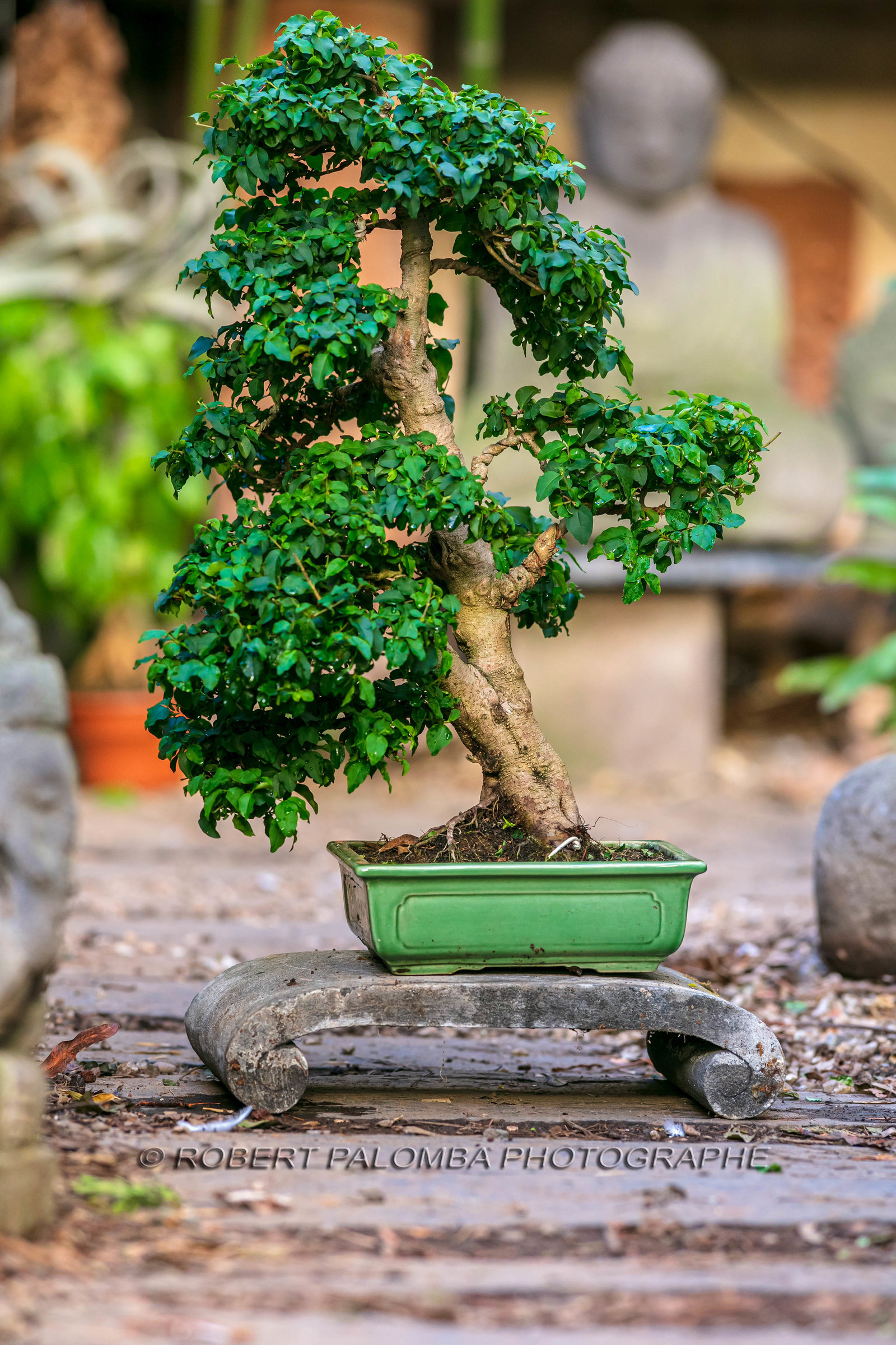 Bonsai
