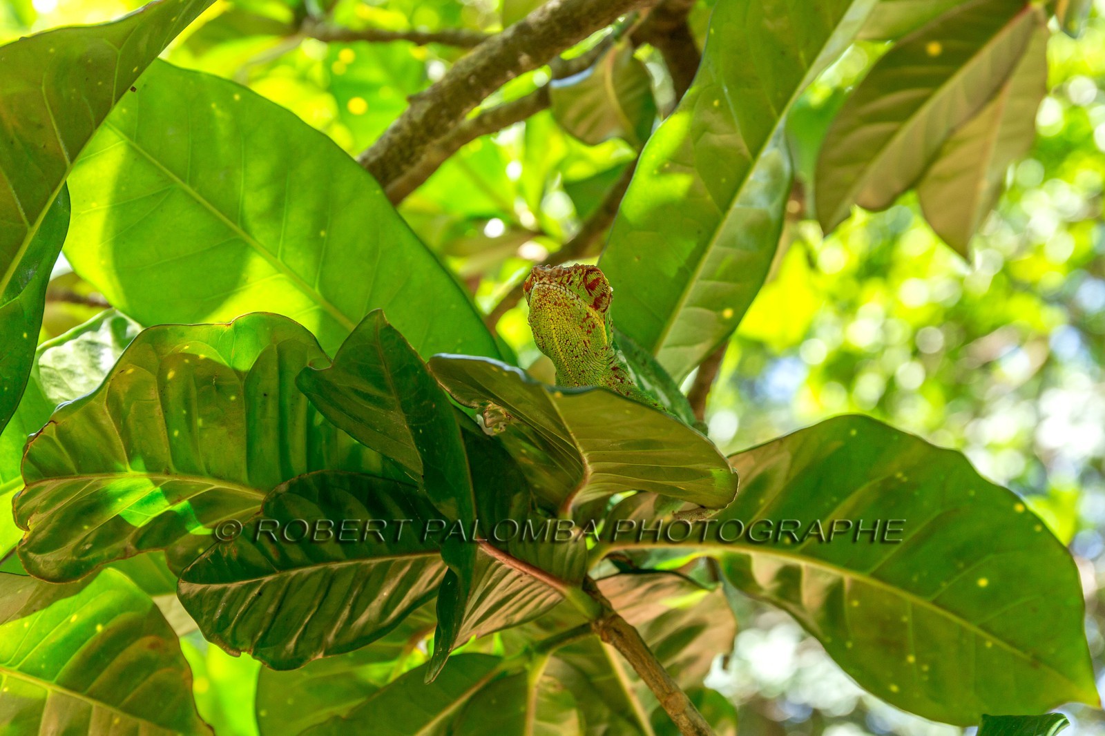 Caméléon, Endormi