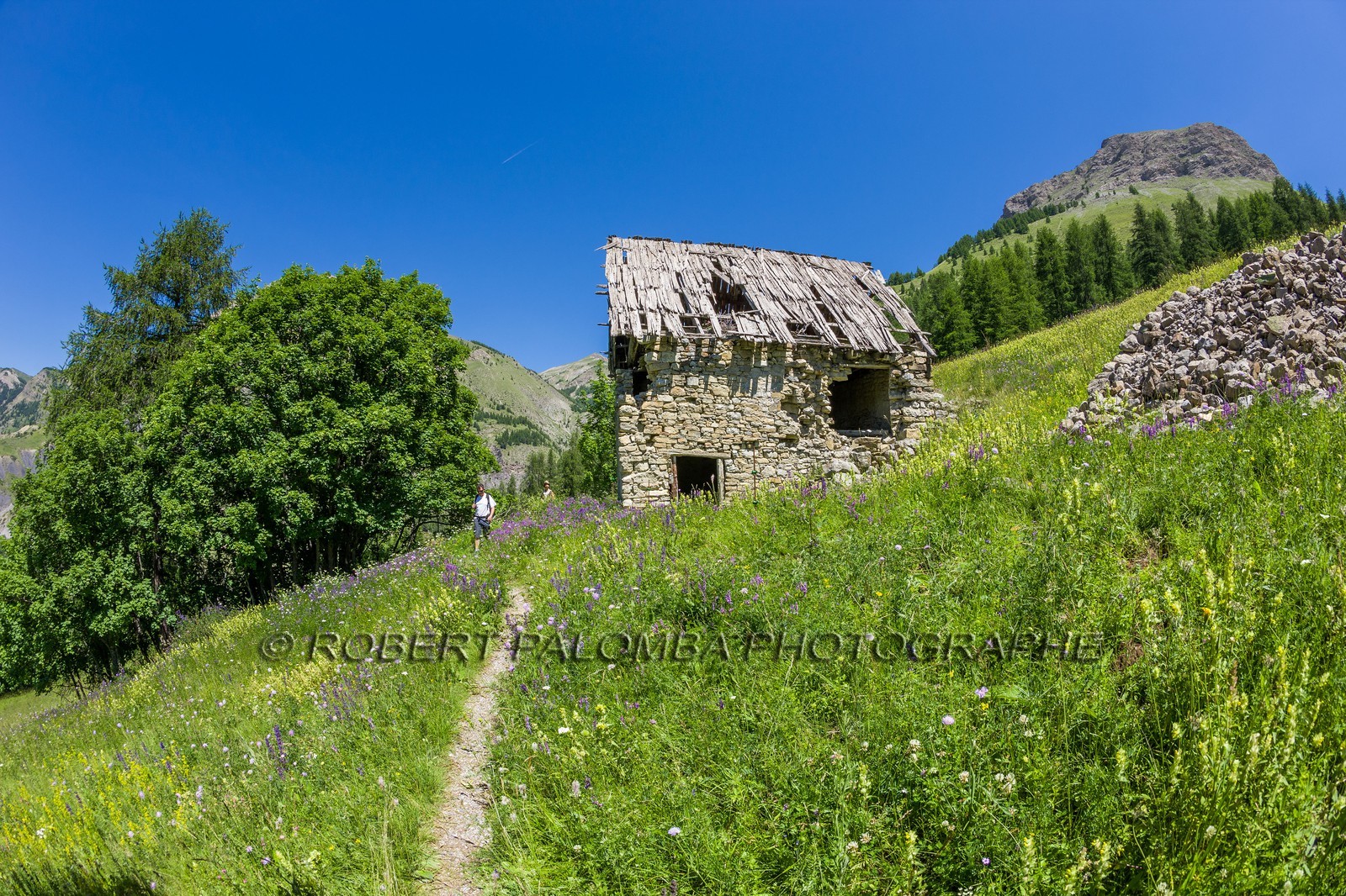 Allos