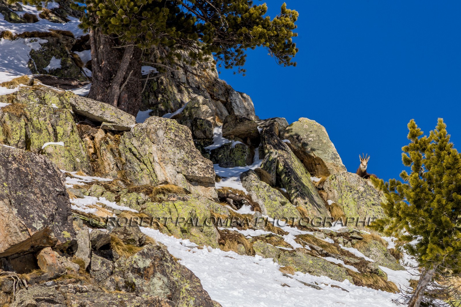 Chamois
