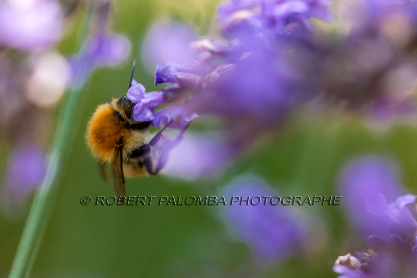 Flore Méditerranéenne