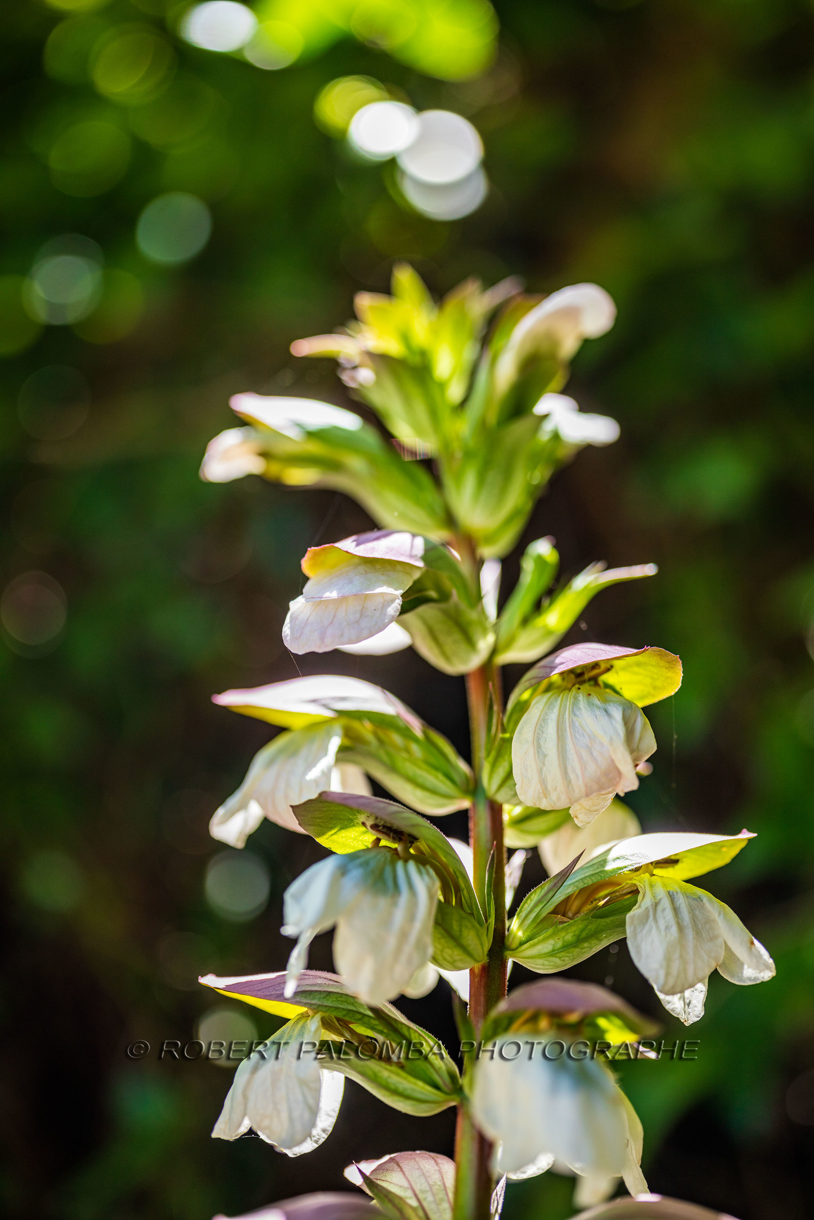 Lérins Sainte-Marguerite