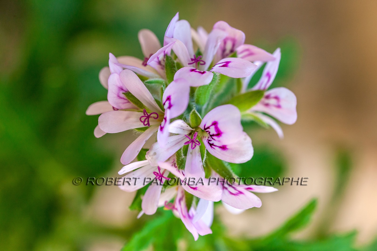 Flore Méditerranéenne Flore Méditerranéenne