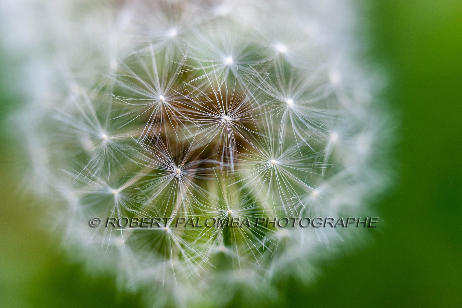 Pissenlit dit Taraxacum Pissenlit dit Taraxacum