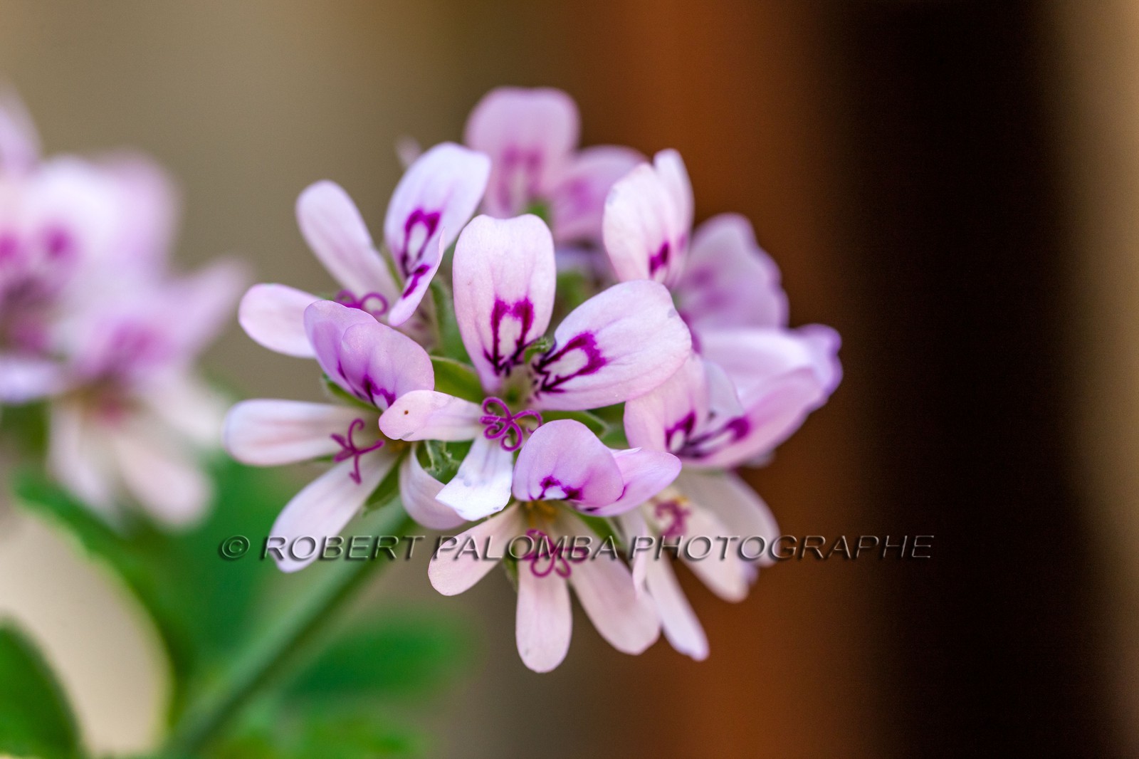 Flore Méditerranéenne Flore Méditerranéenne