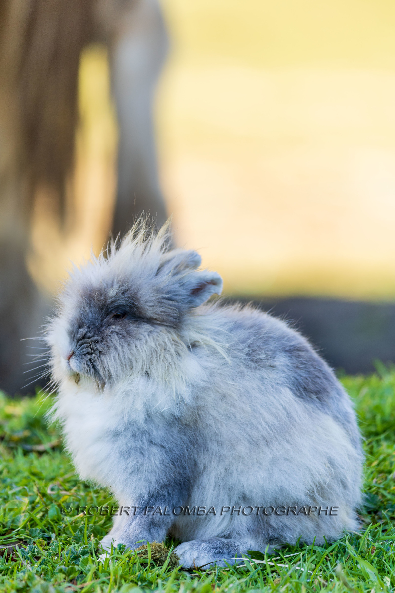 Lapin