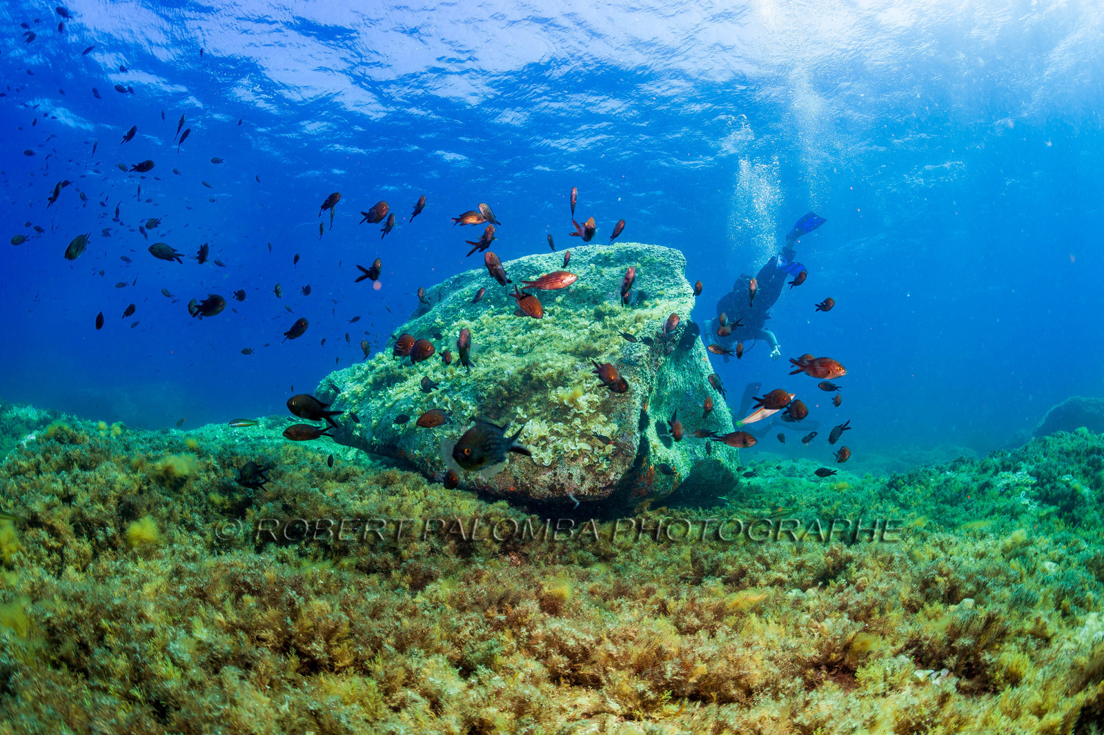 Plongée-sous-marine