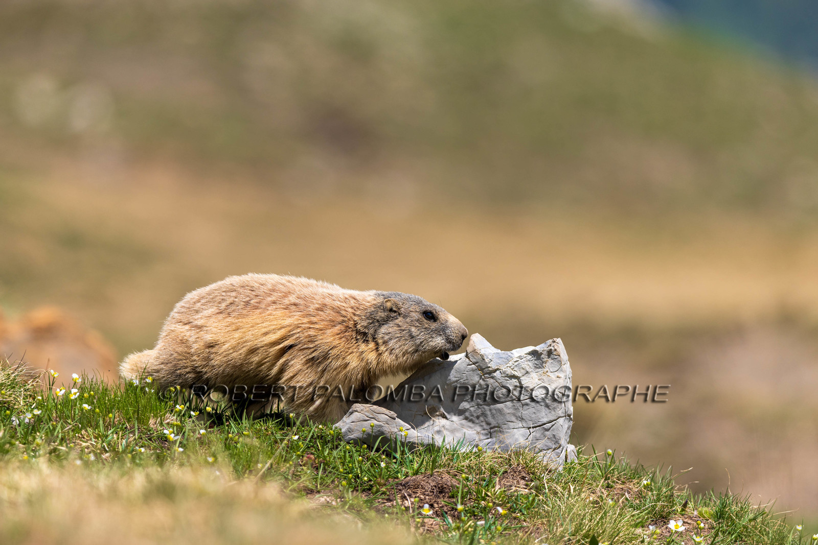 Marmotte