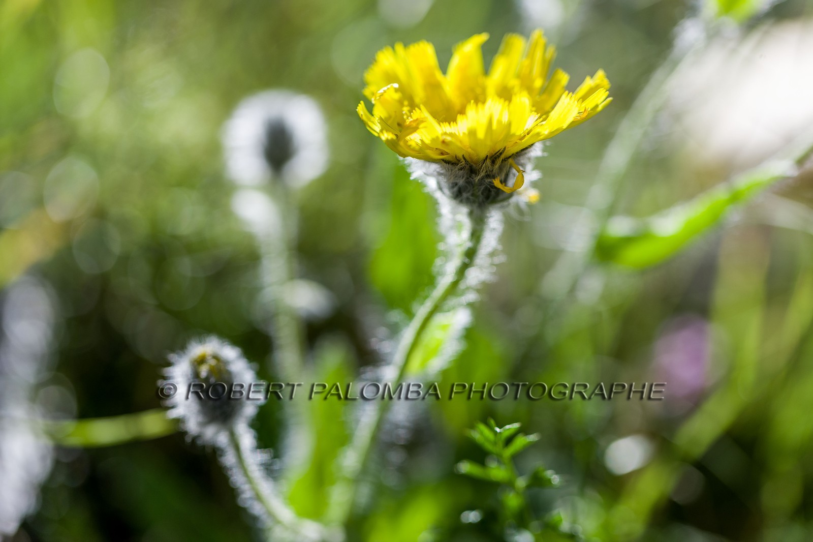 Arnica des montagnes, Arnica montana
