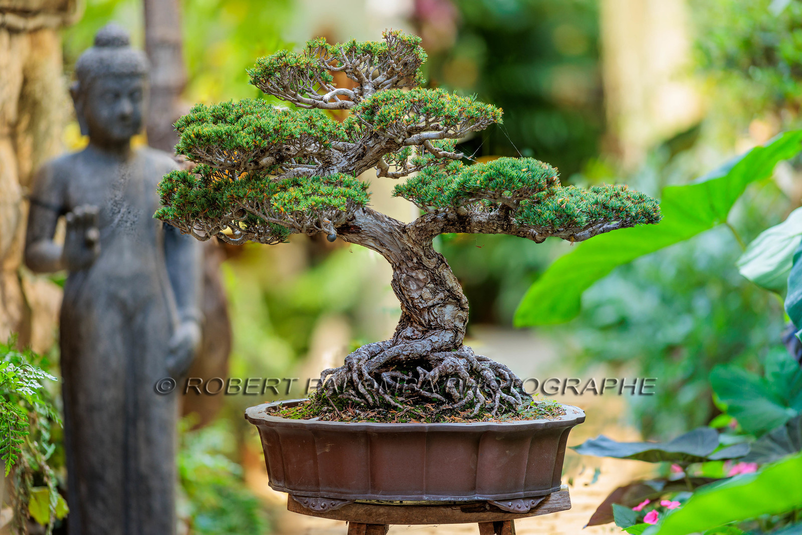 Bonsai