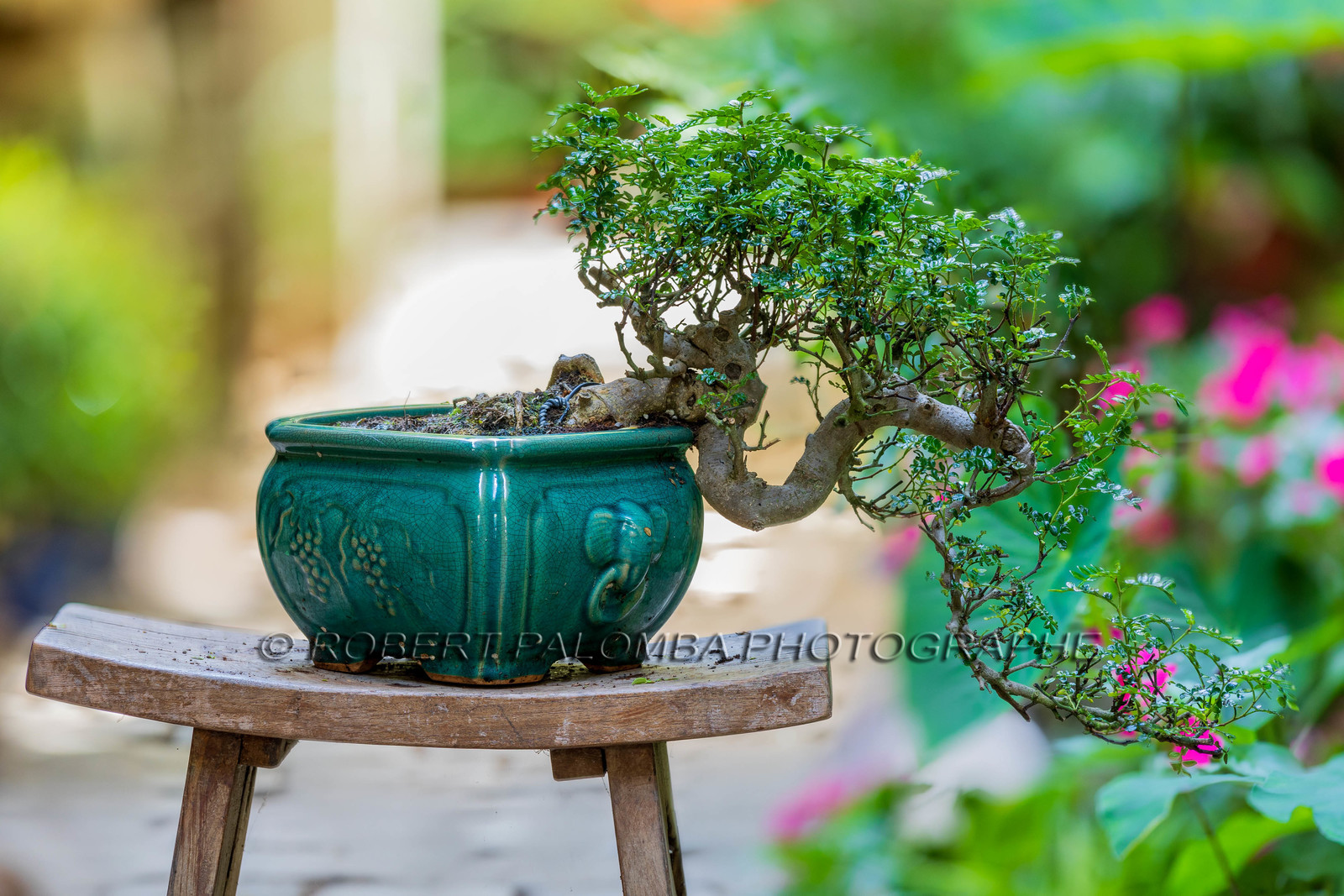 Bonsai Center