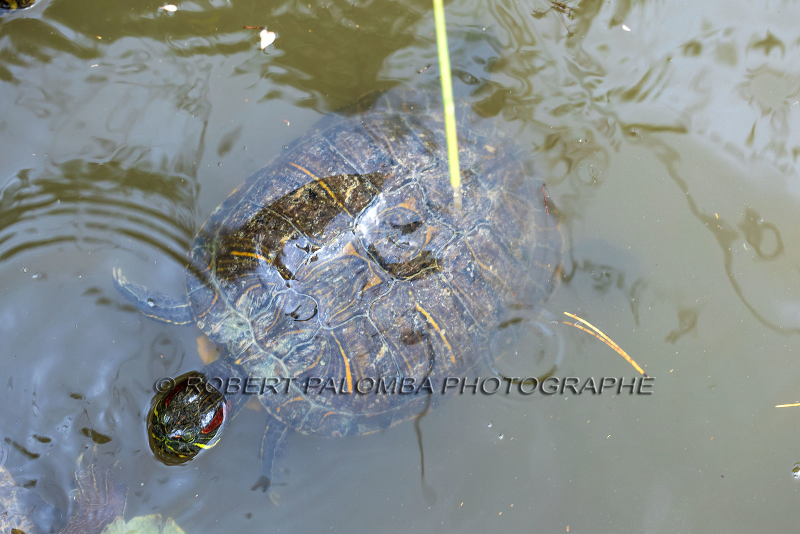 Tortue