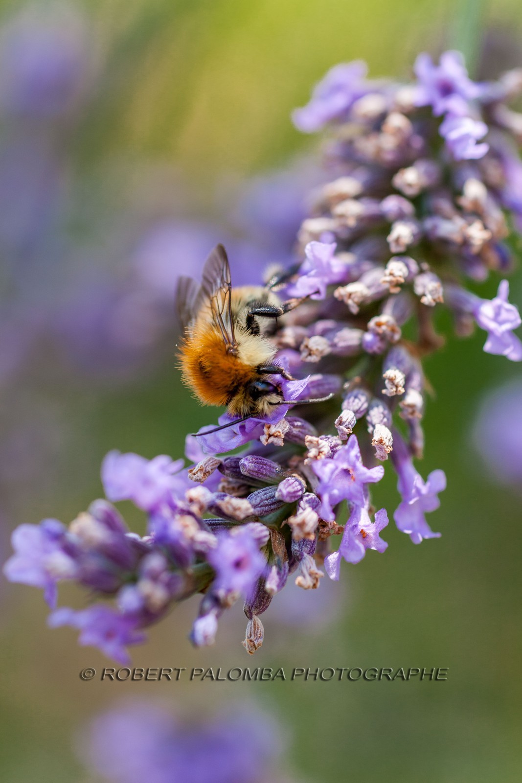 Flore Méditerranéenne