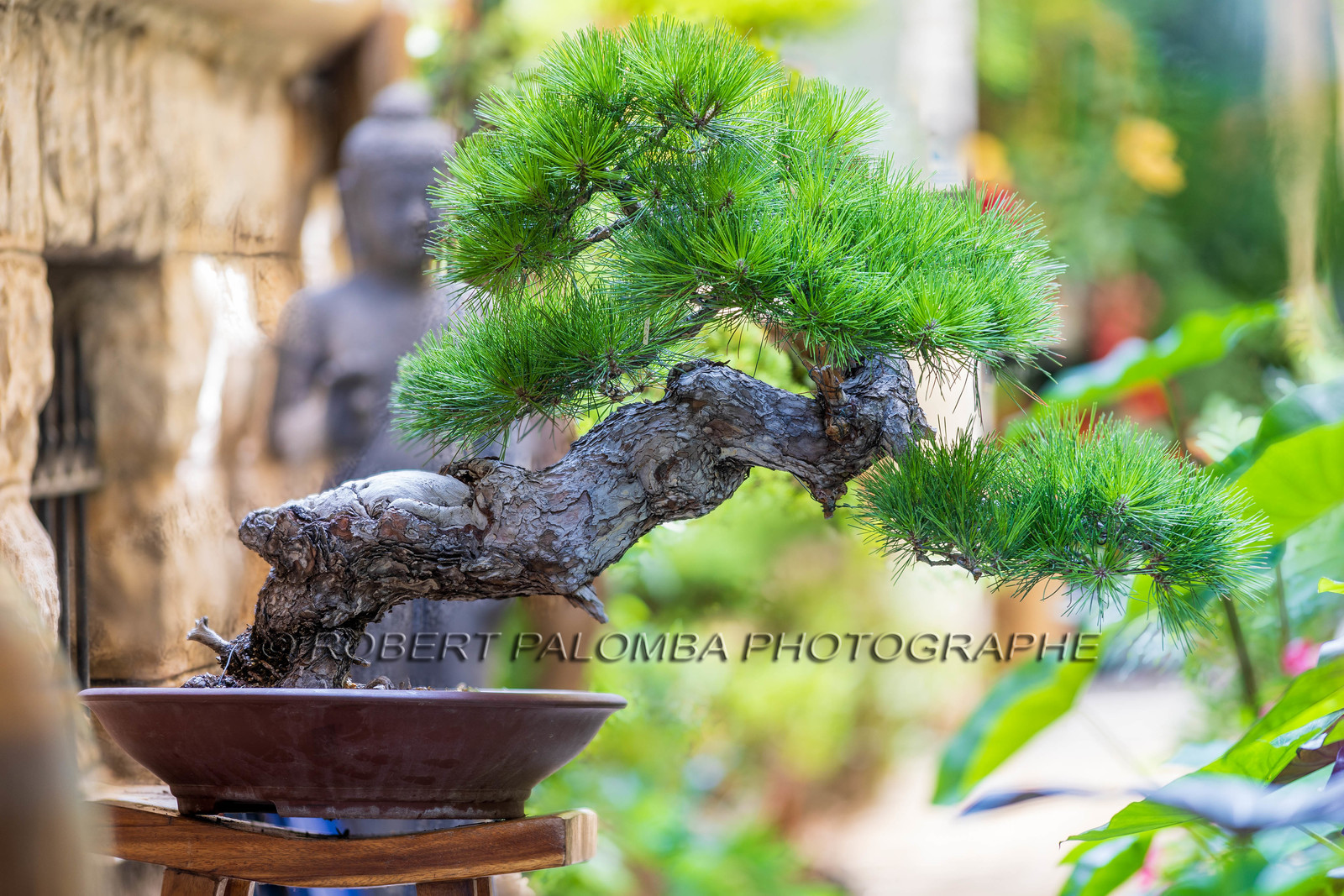 Bonsai Center