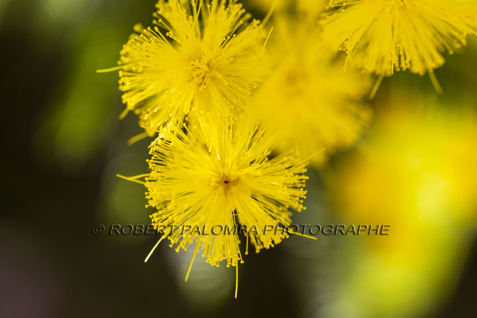 Mimosa