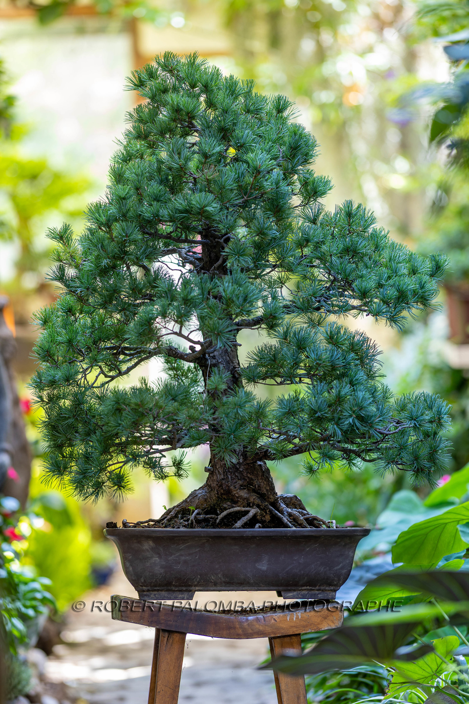 Bonsai