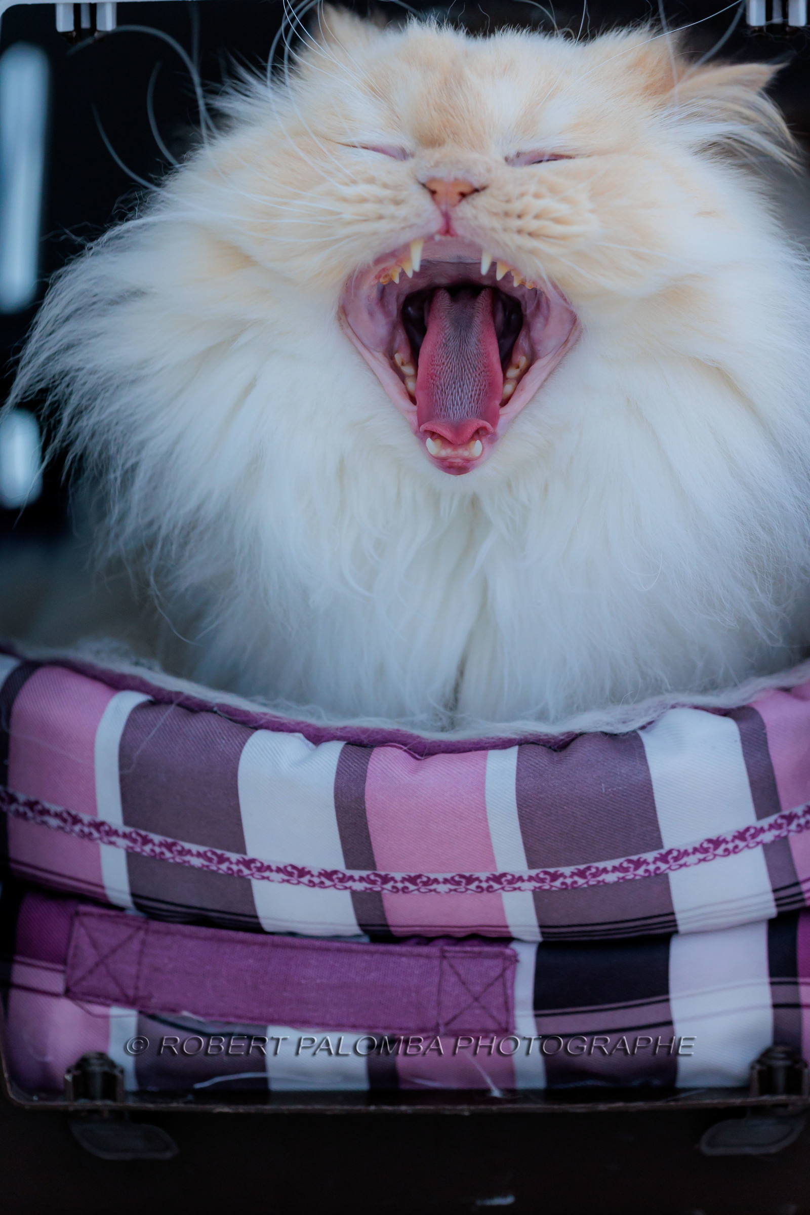 Chat