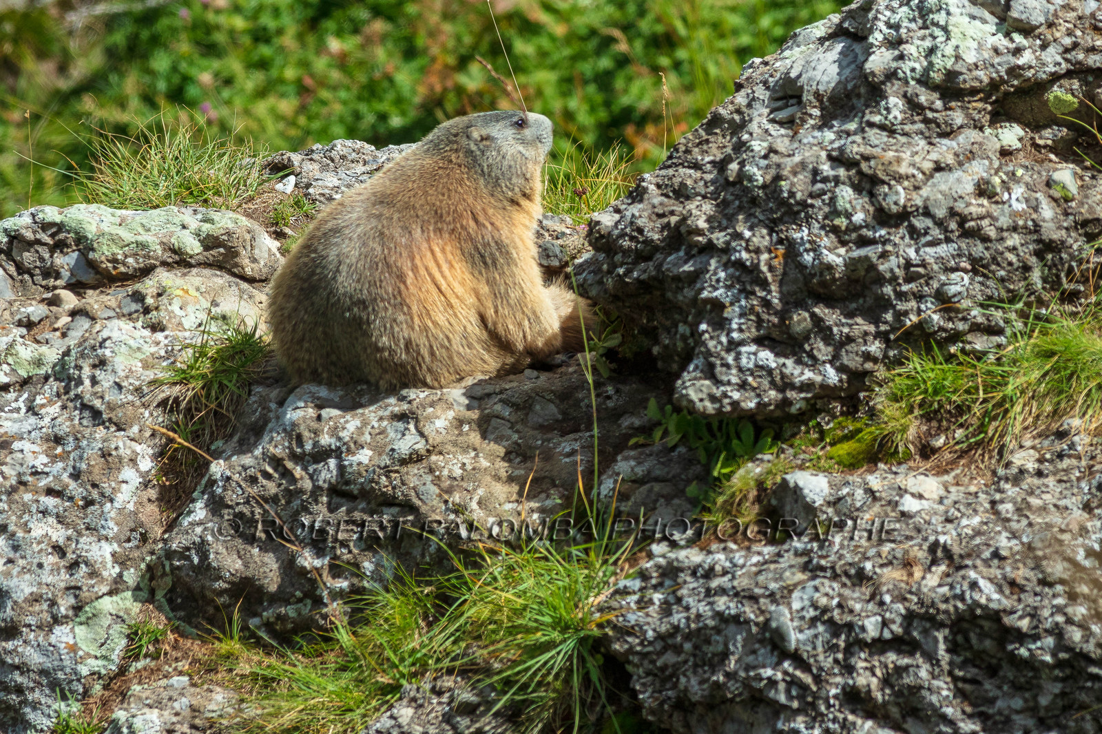 Marmotte