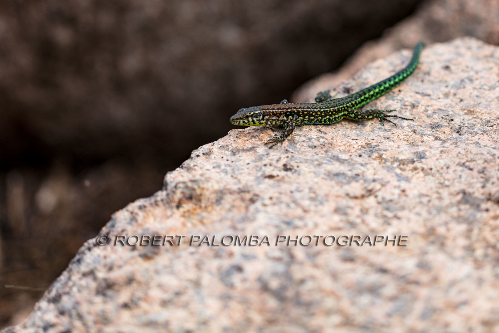 Lézard vert