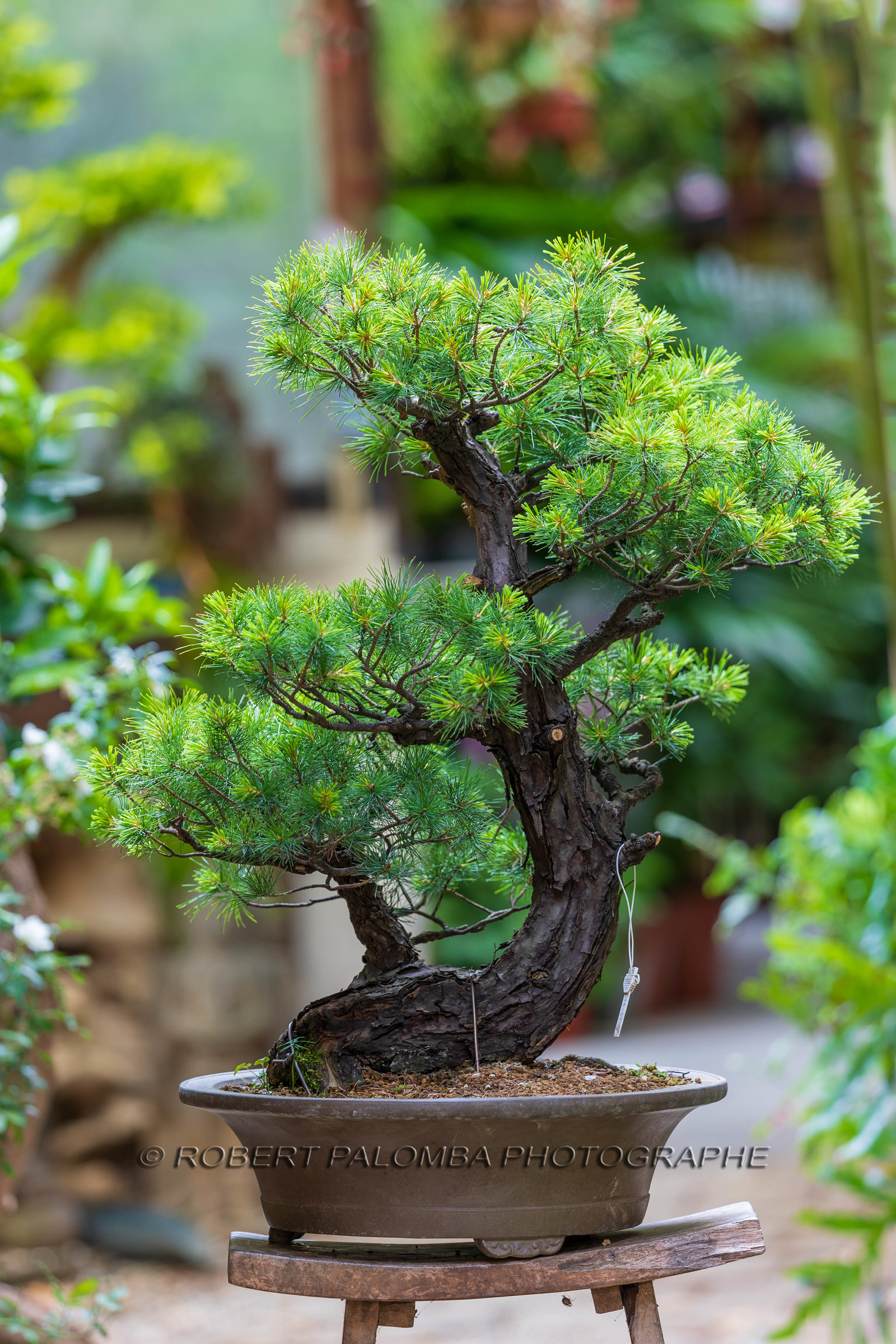Bonsai