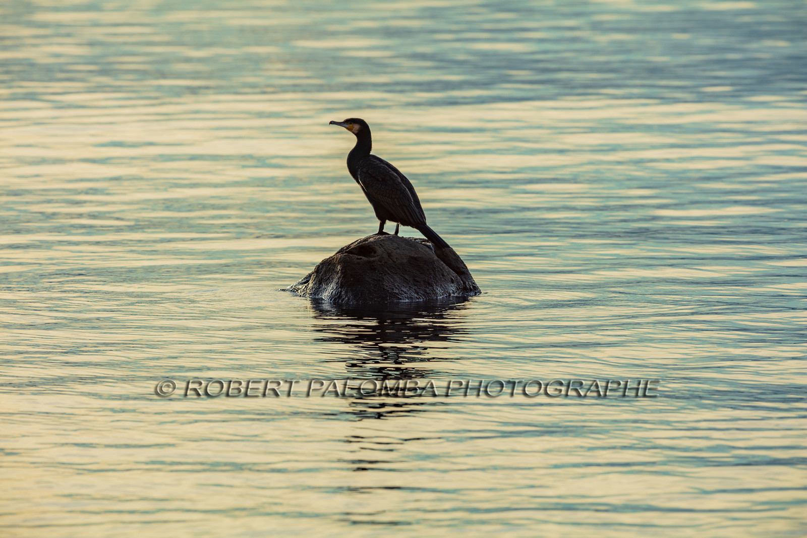 Cormoran