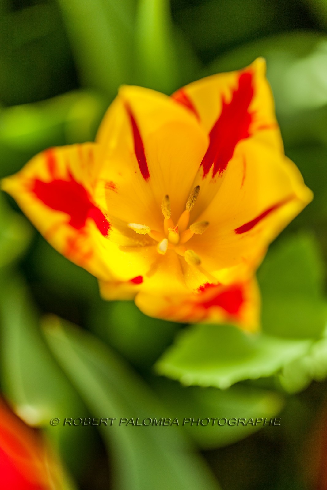 Tulipe, Tulipa