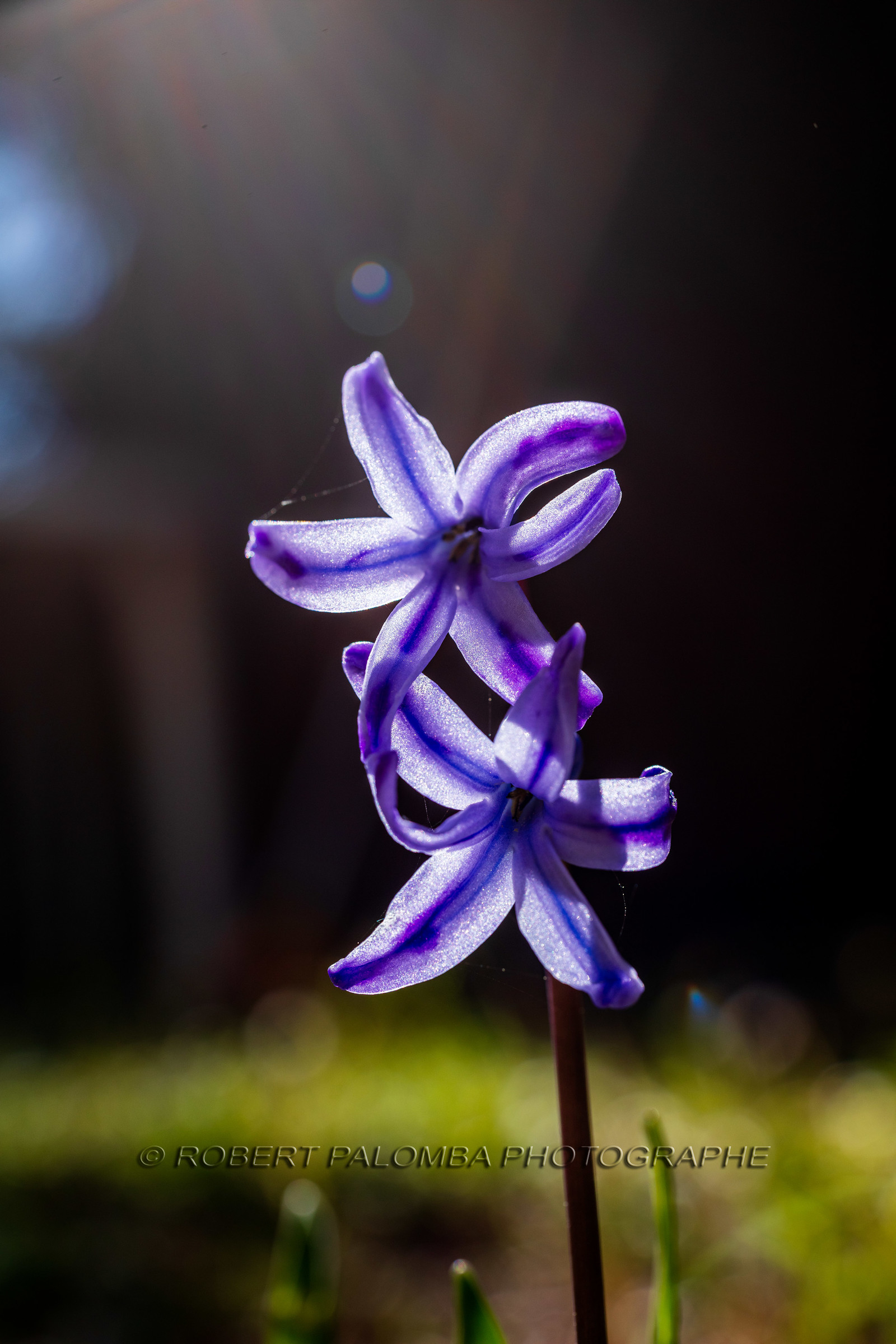 Flore Méditerranéenne Flore Méditerranéenne