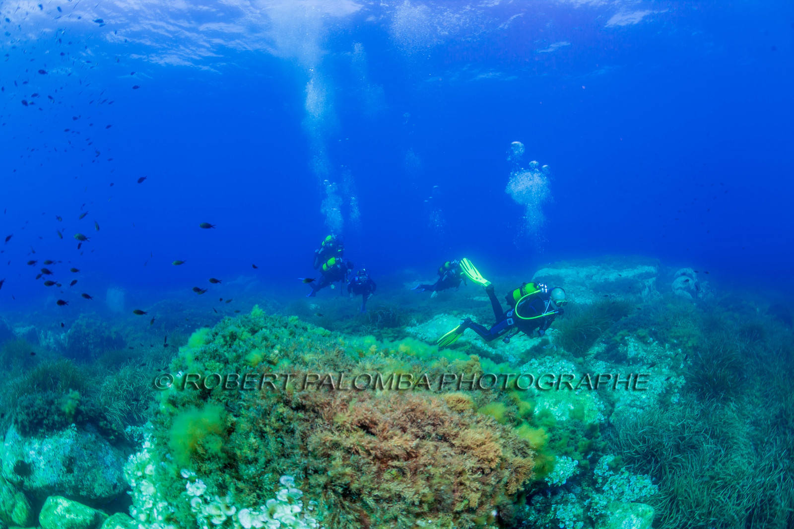 Plongée-sous-marine