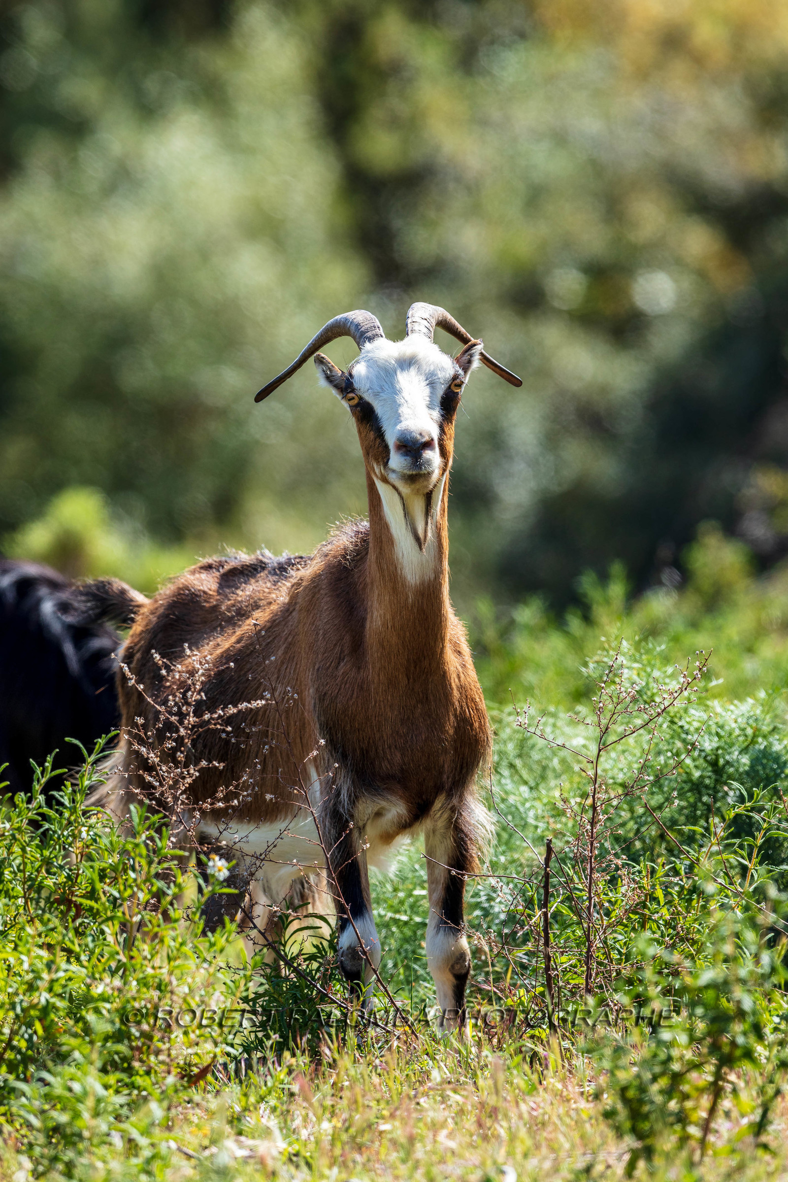 Faune corse