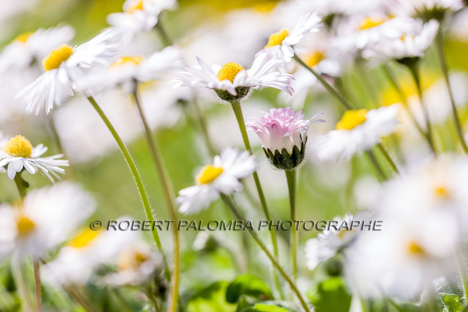 Marguerite, Leucanthemum vulgare Marguerite, Leucanthemum vulgare
