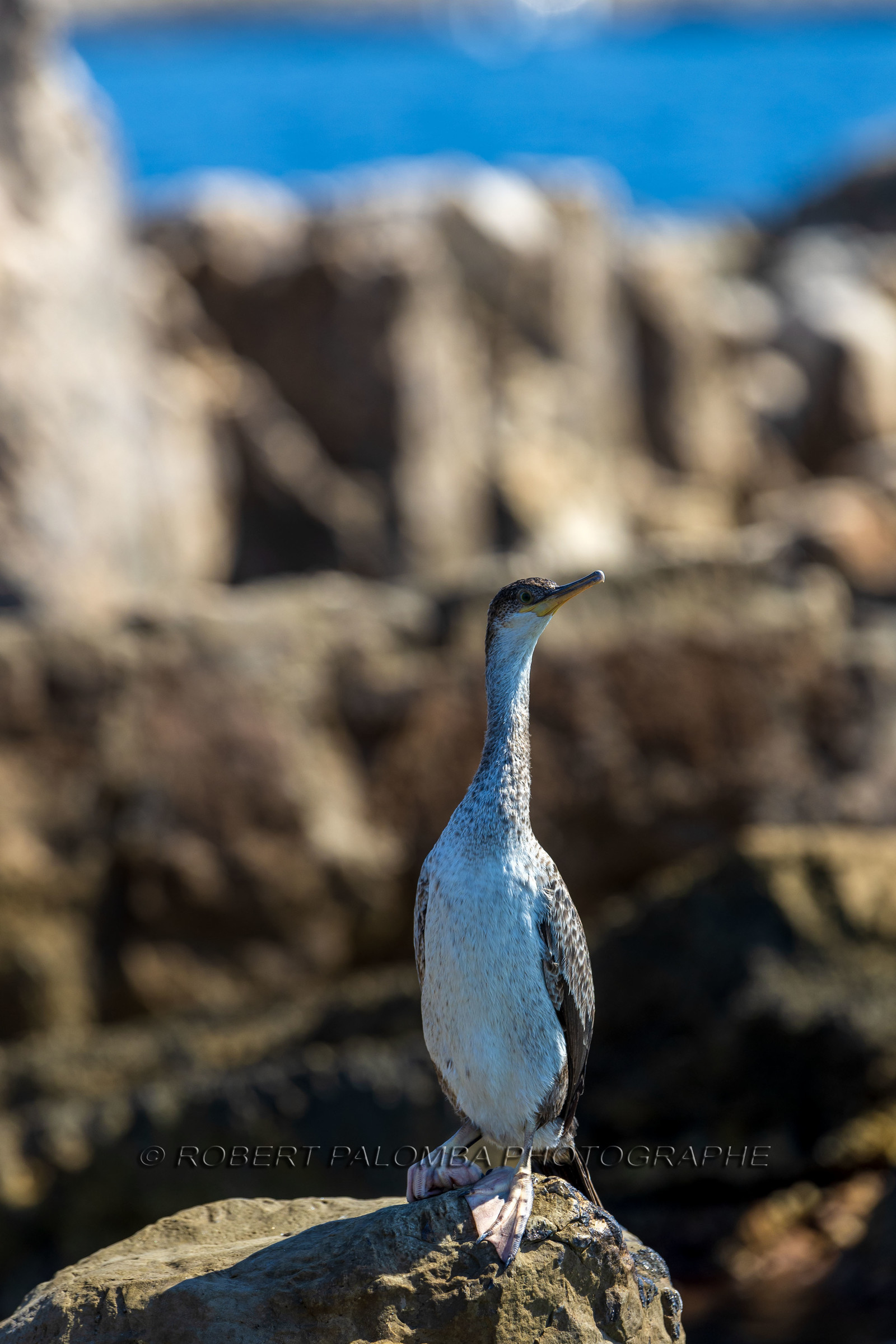 Cormoran huppé immature, Phalacrocorax aristotelis