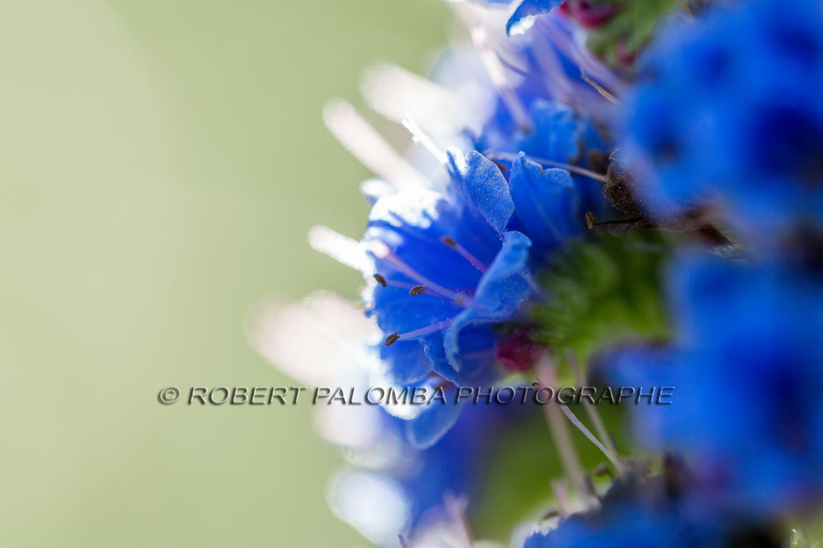 Flore Méditerranéenne