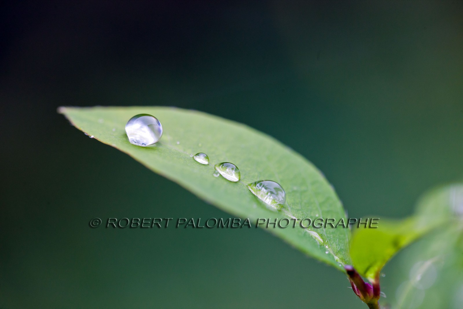 Chèvrefeuille, Lonicera Chèvrefeuille, Lonicera