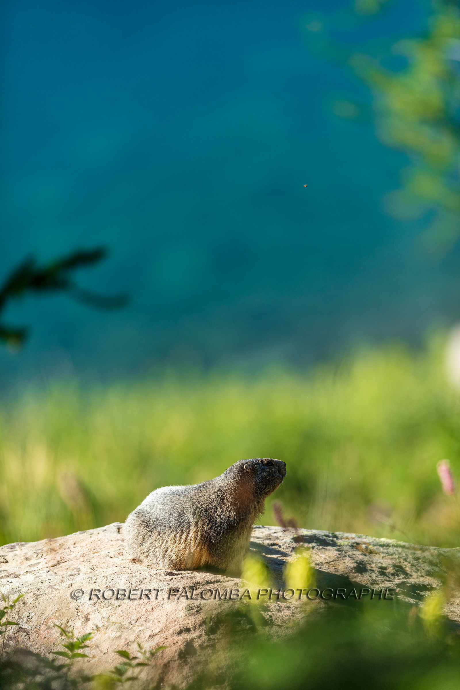 Marmotte