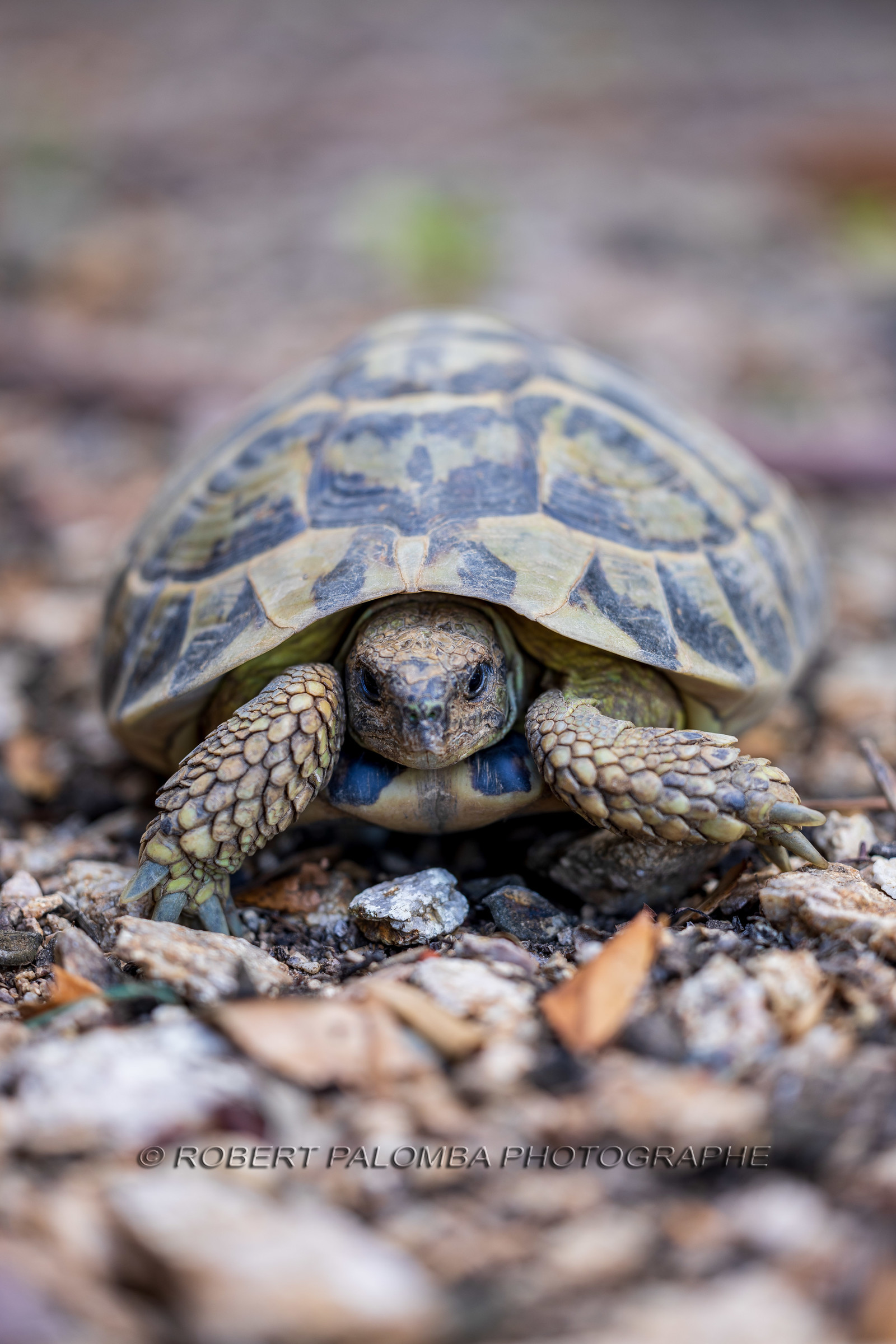 Tortue d'Hermann