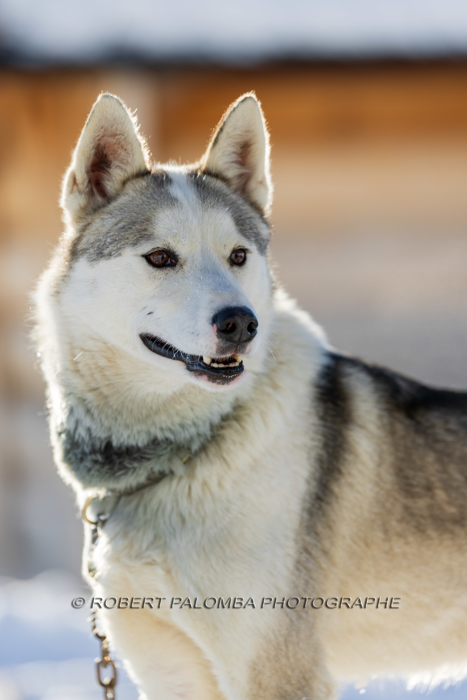Chien de traineau