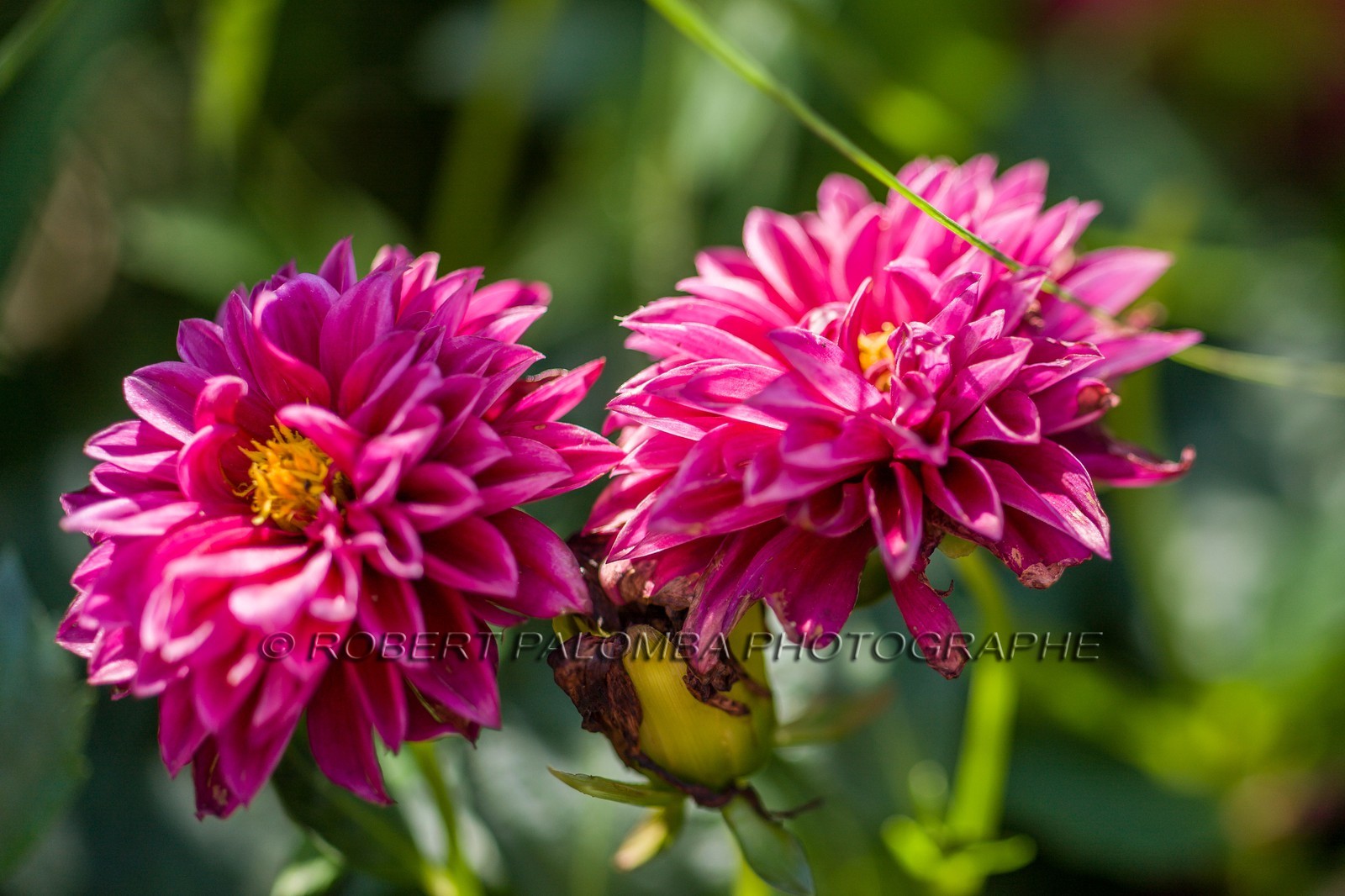 Flore Méditerranéenne