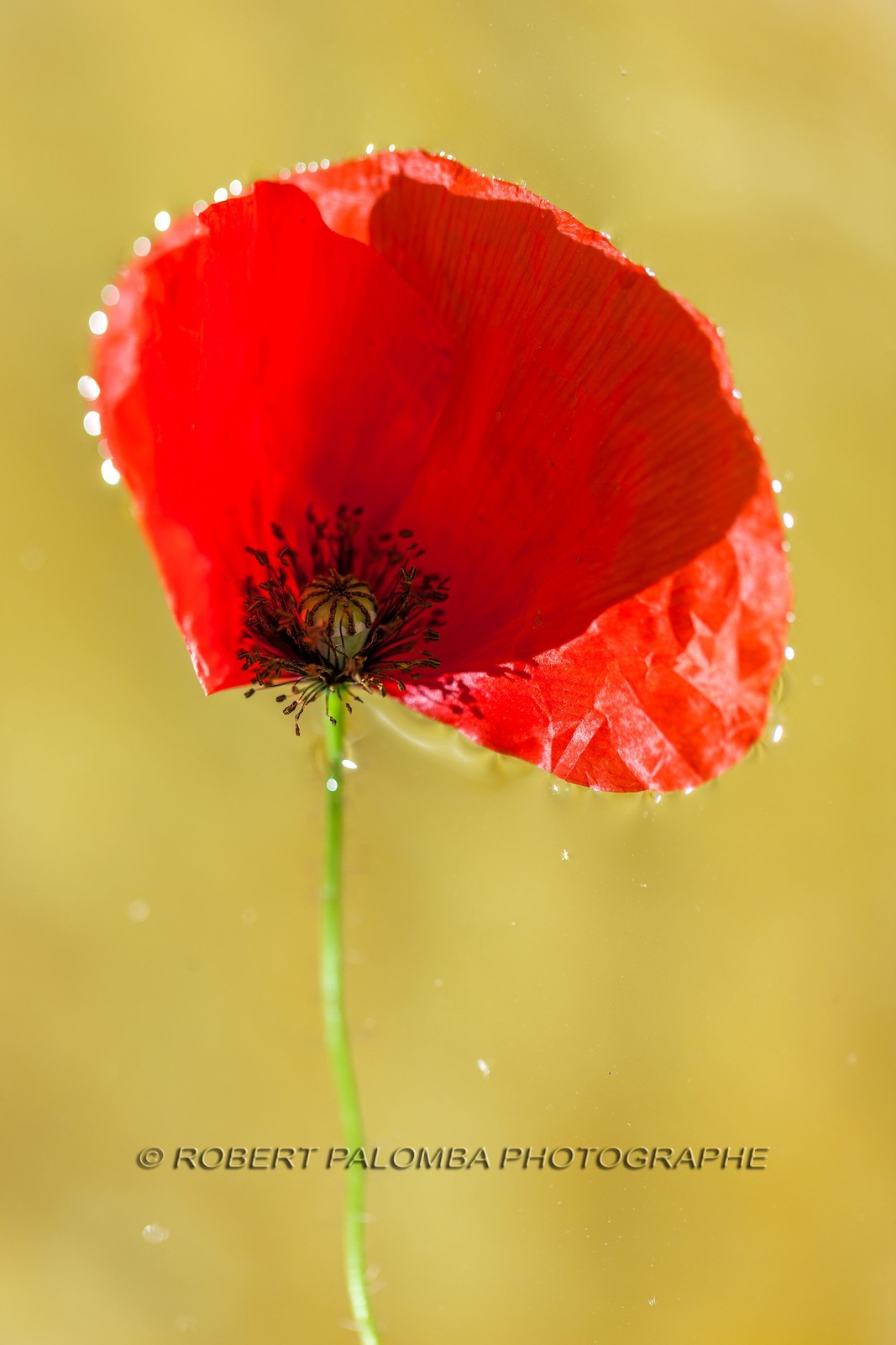 Coquelicot Coquelicot
