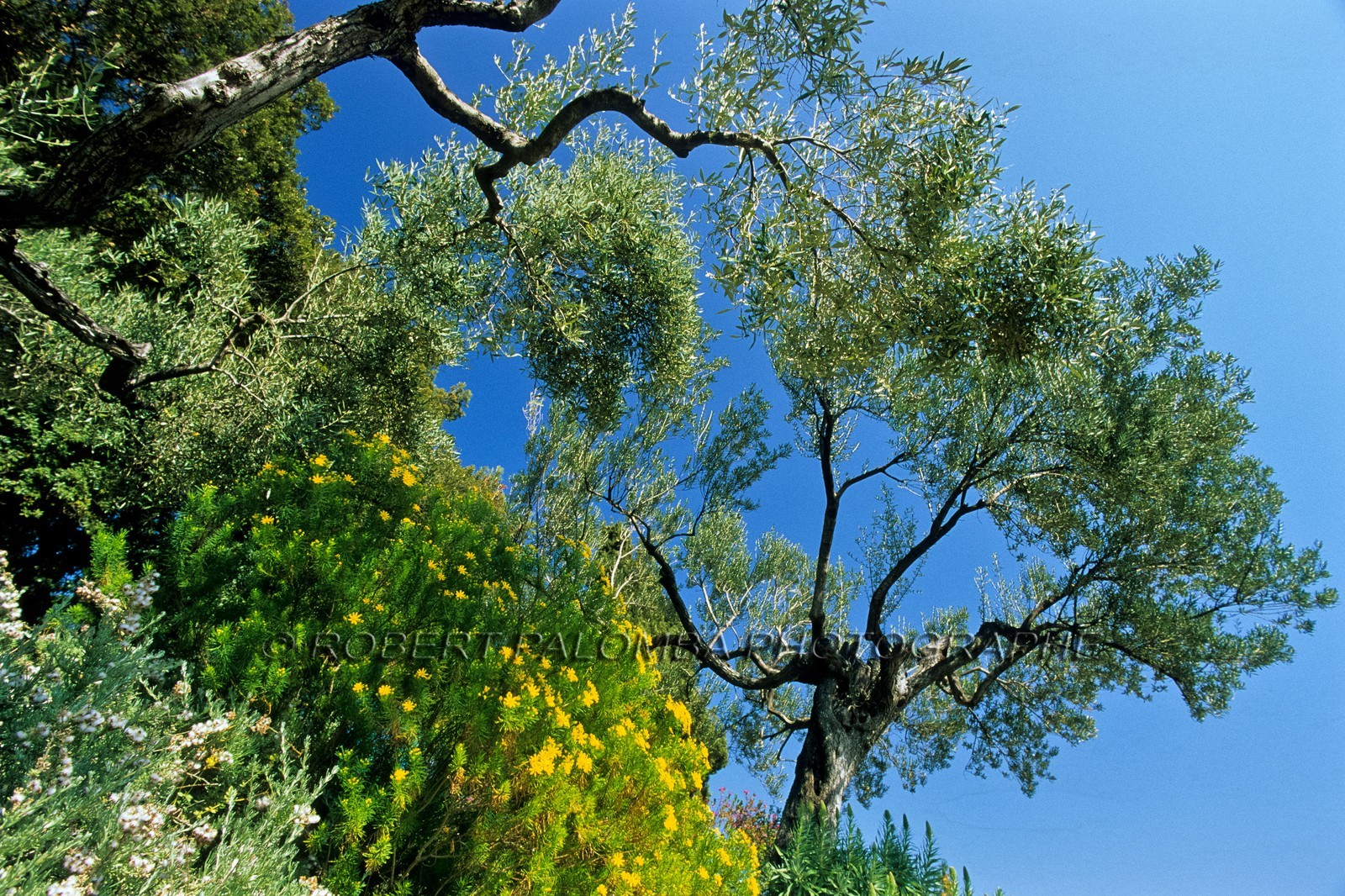 Hyères