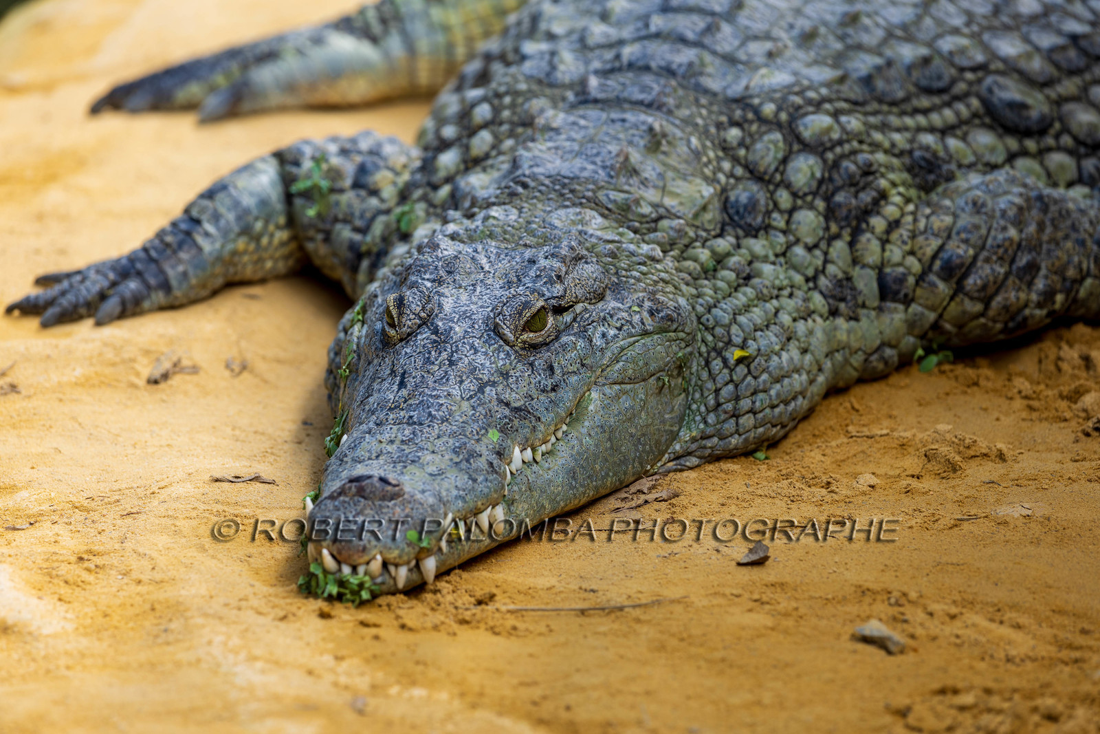 La Ferme aux crocodiles