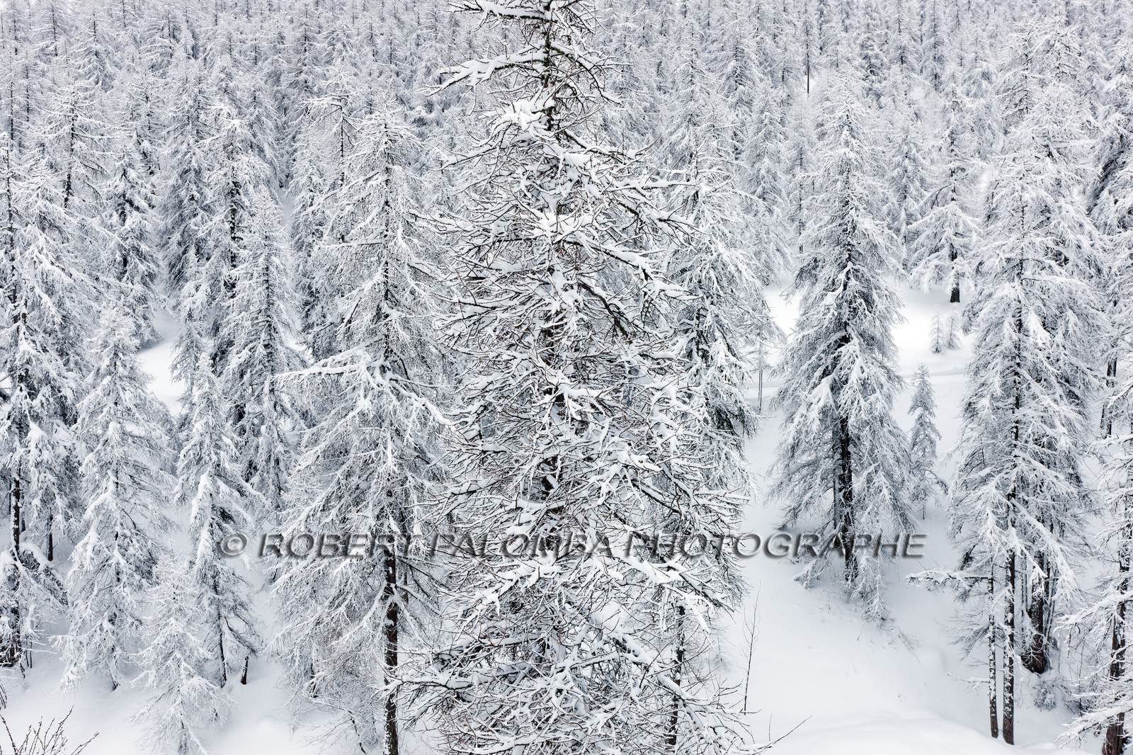Forêt enneigée