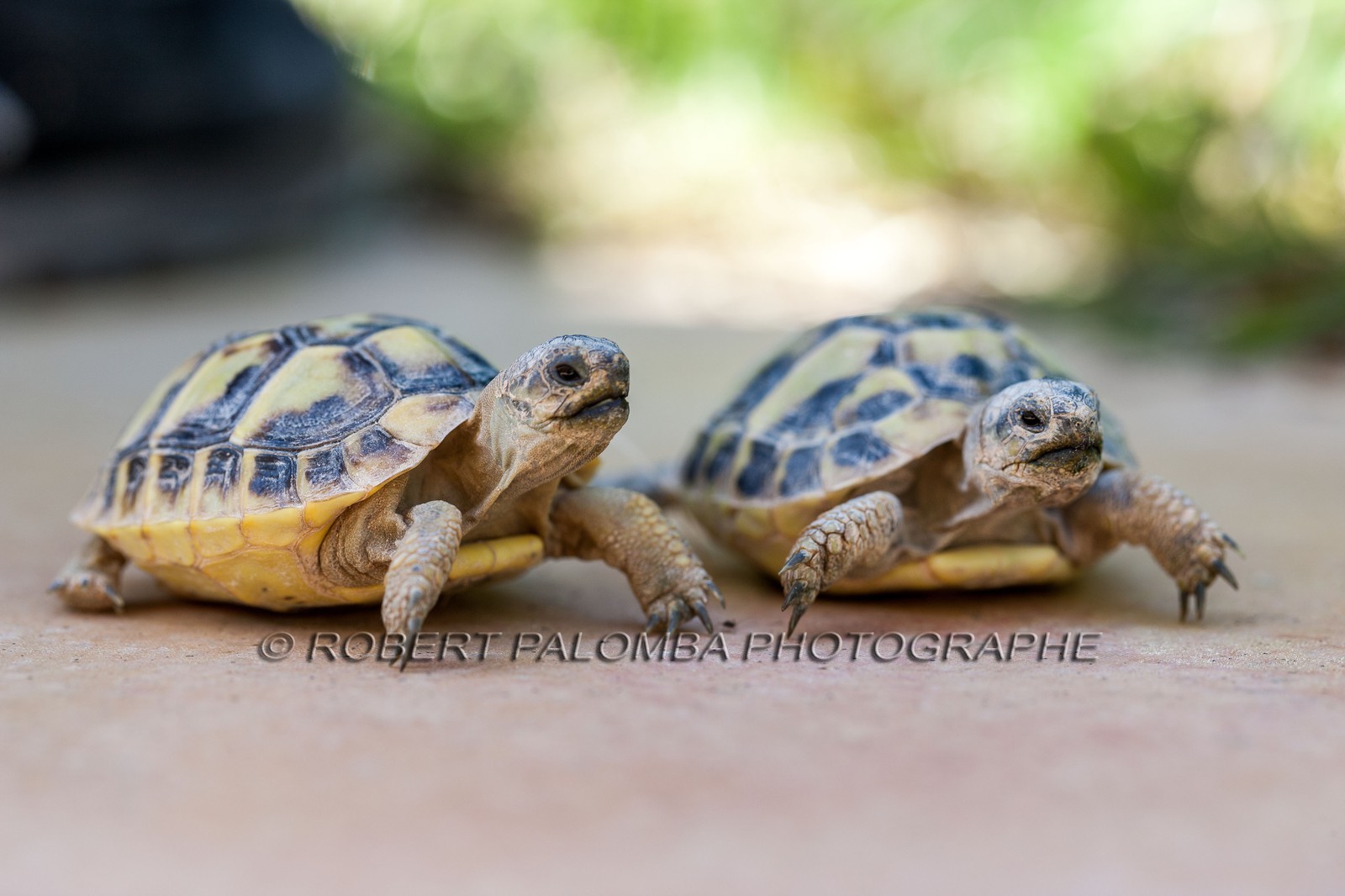 Tortue d'Hermann,Testudo hermanni Tortue d'Hermann,Testudo hermanni