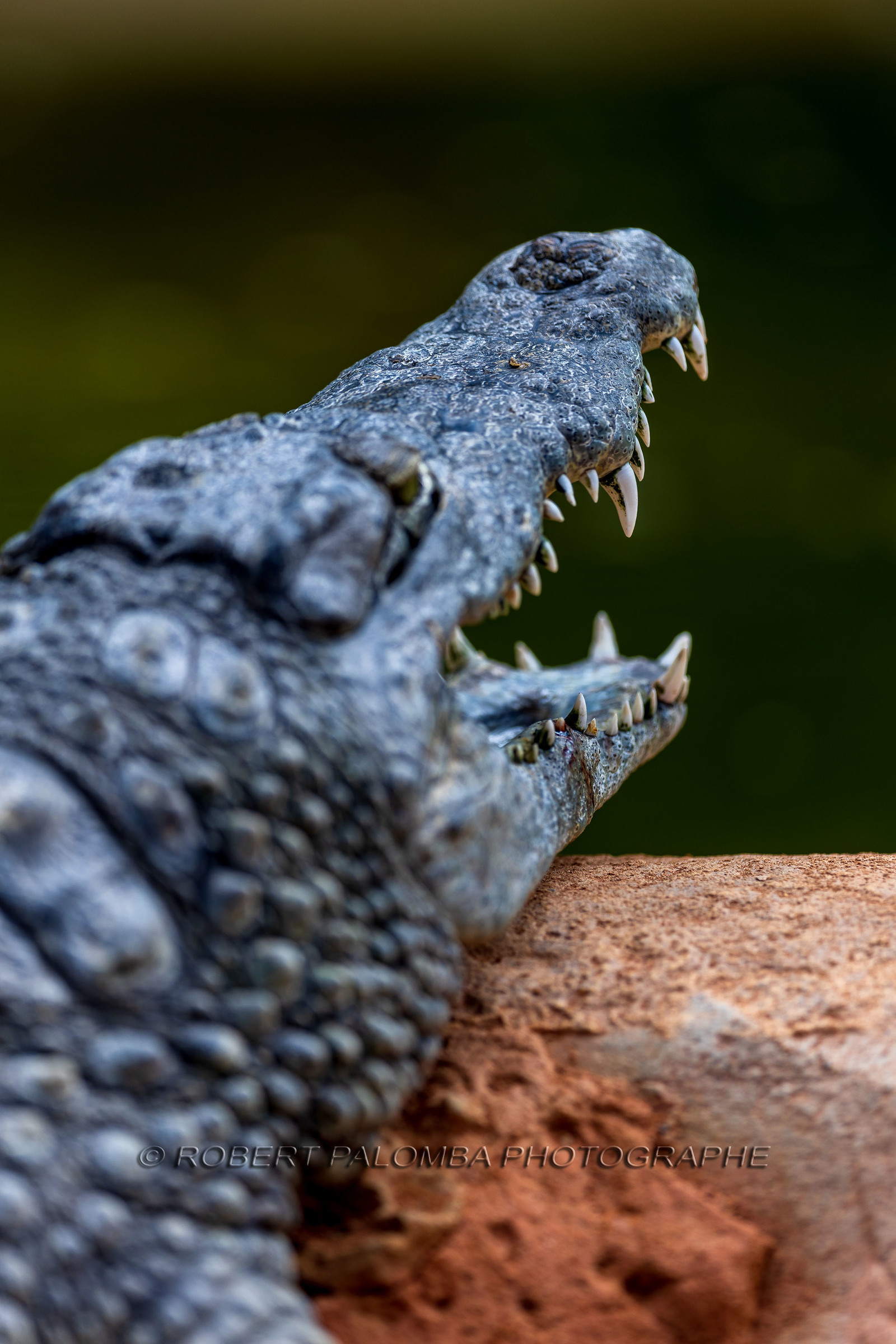 La Ferme aux crocodiles