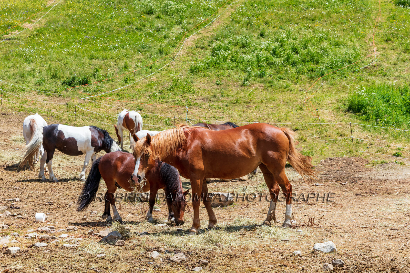 Equitation