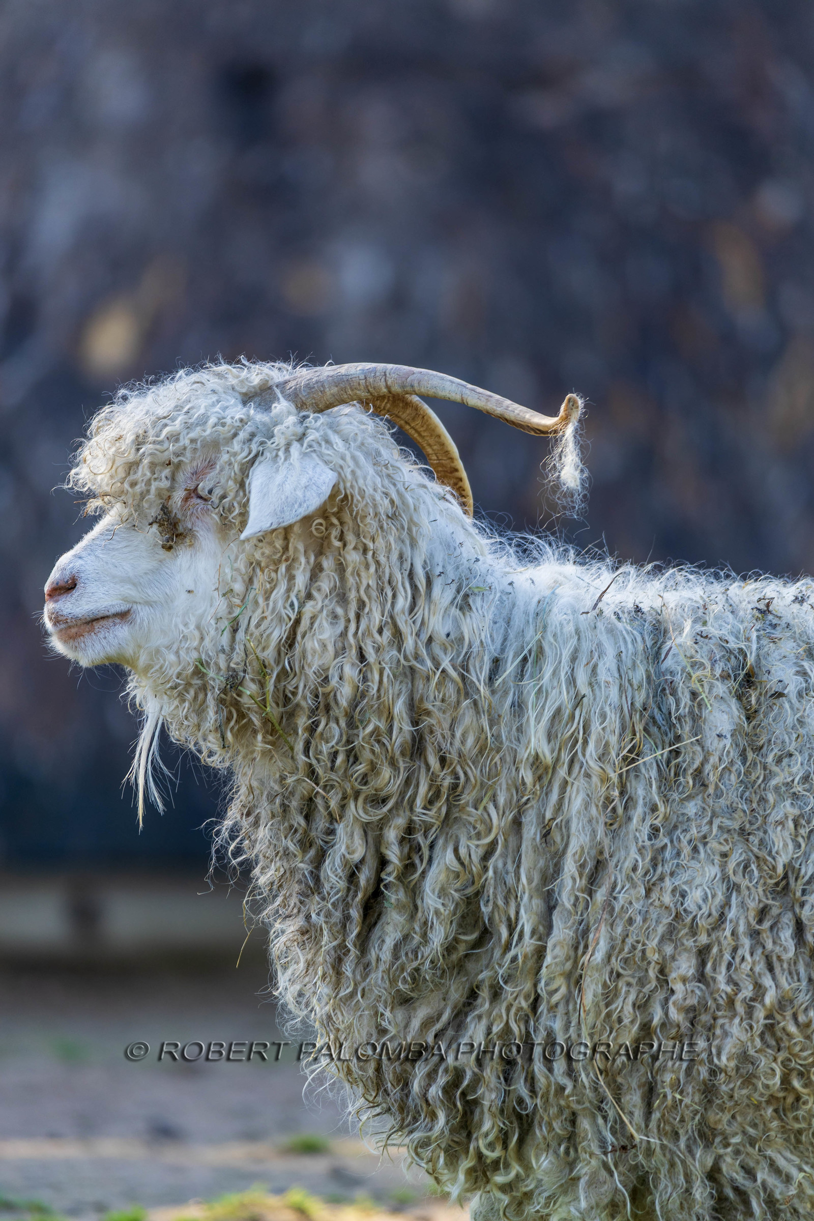 Chèvre mohair