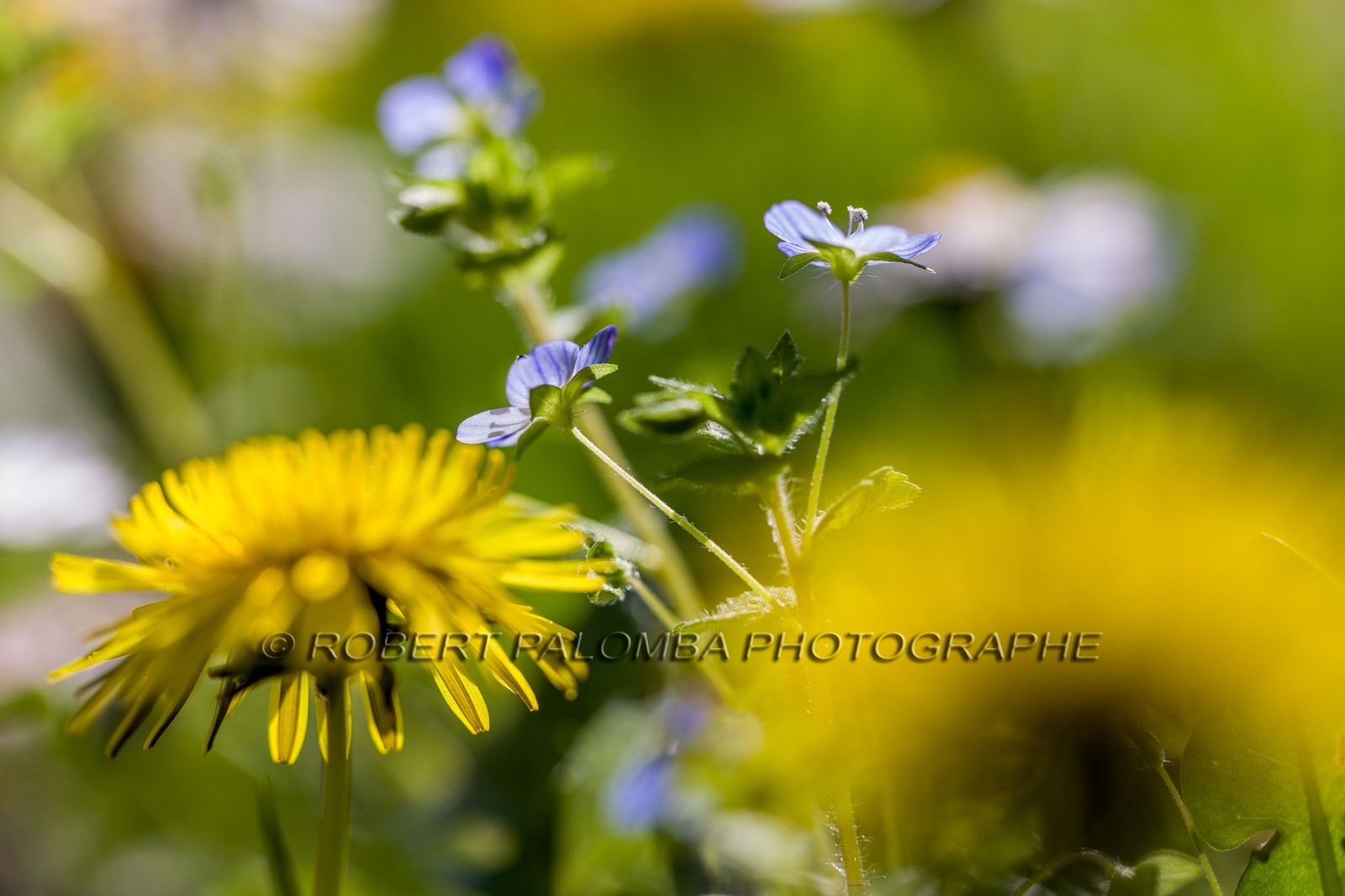Marguerite, Leucanthemum vulgare Marguerite, Leucanthemum vulgare