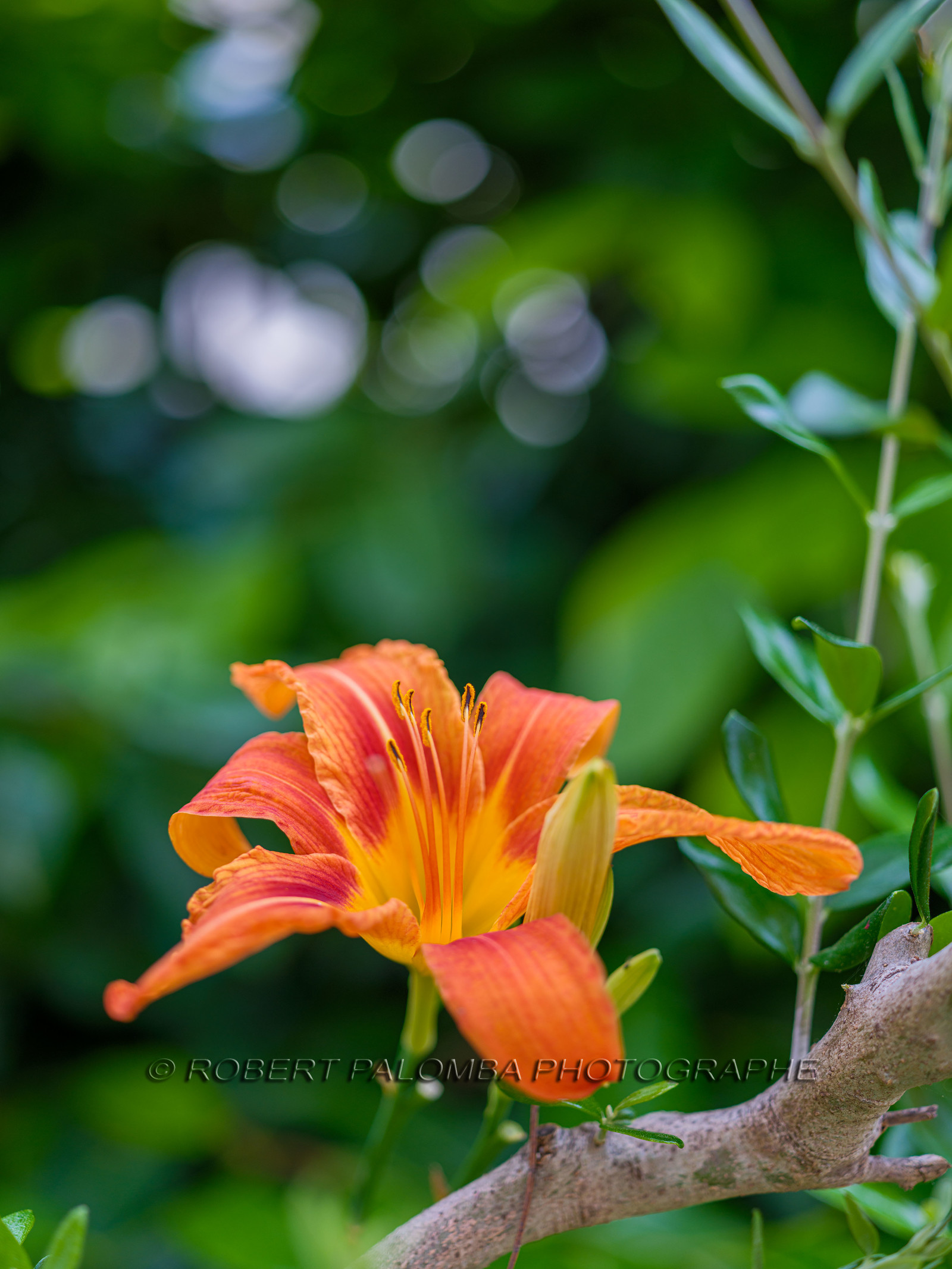 Flore