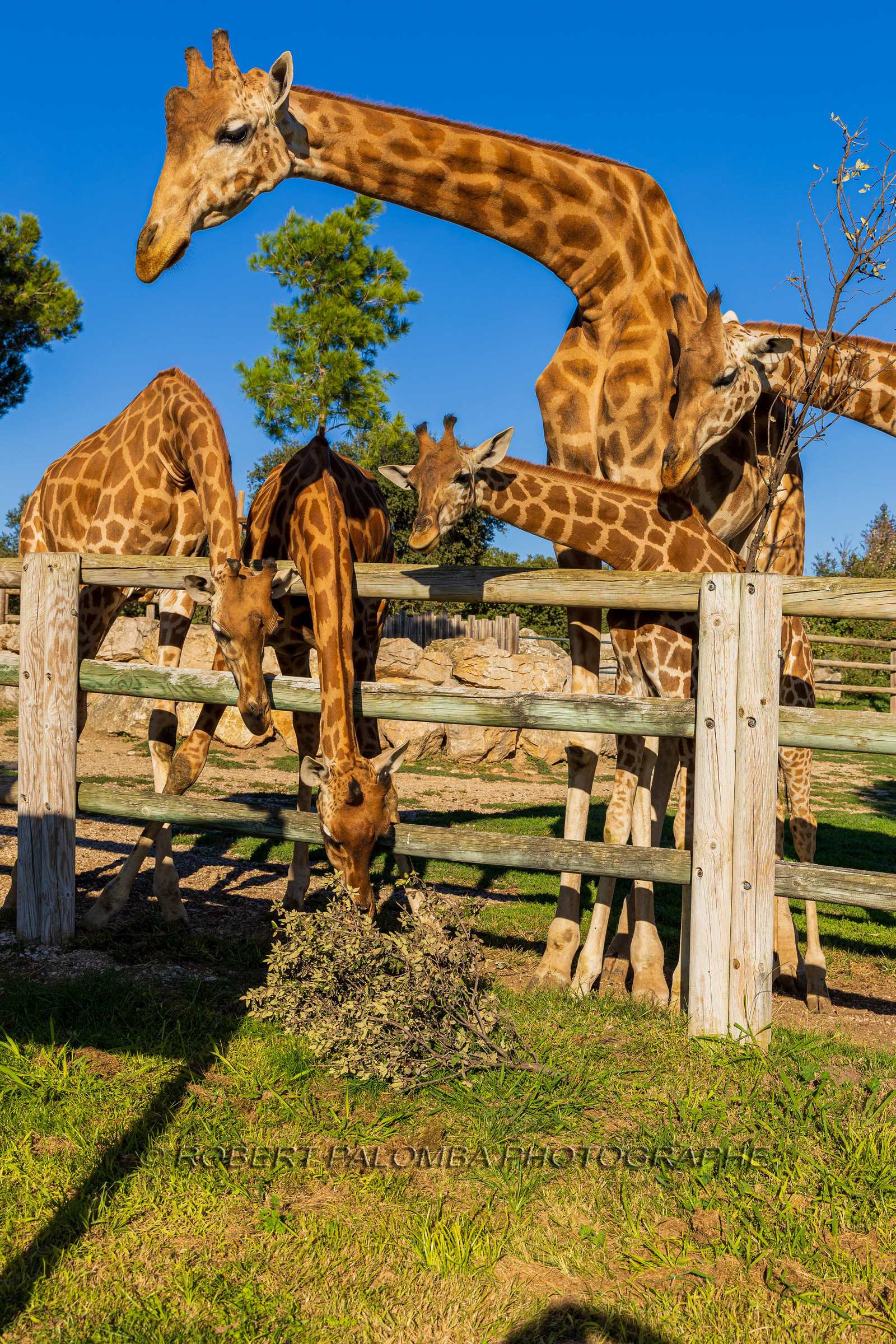 Parc animalier de la Barben