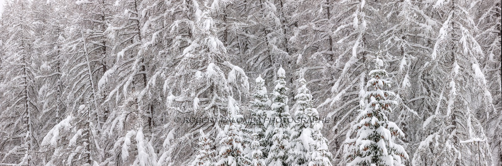Forêt enneigée