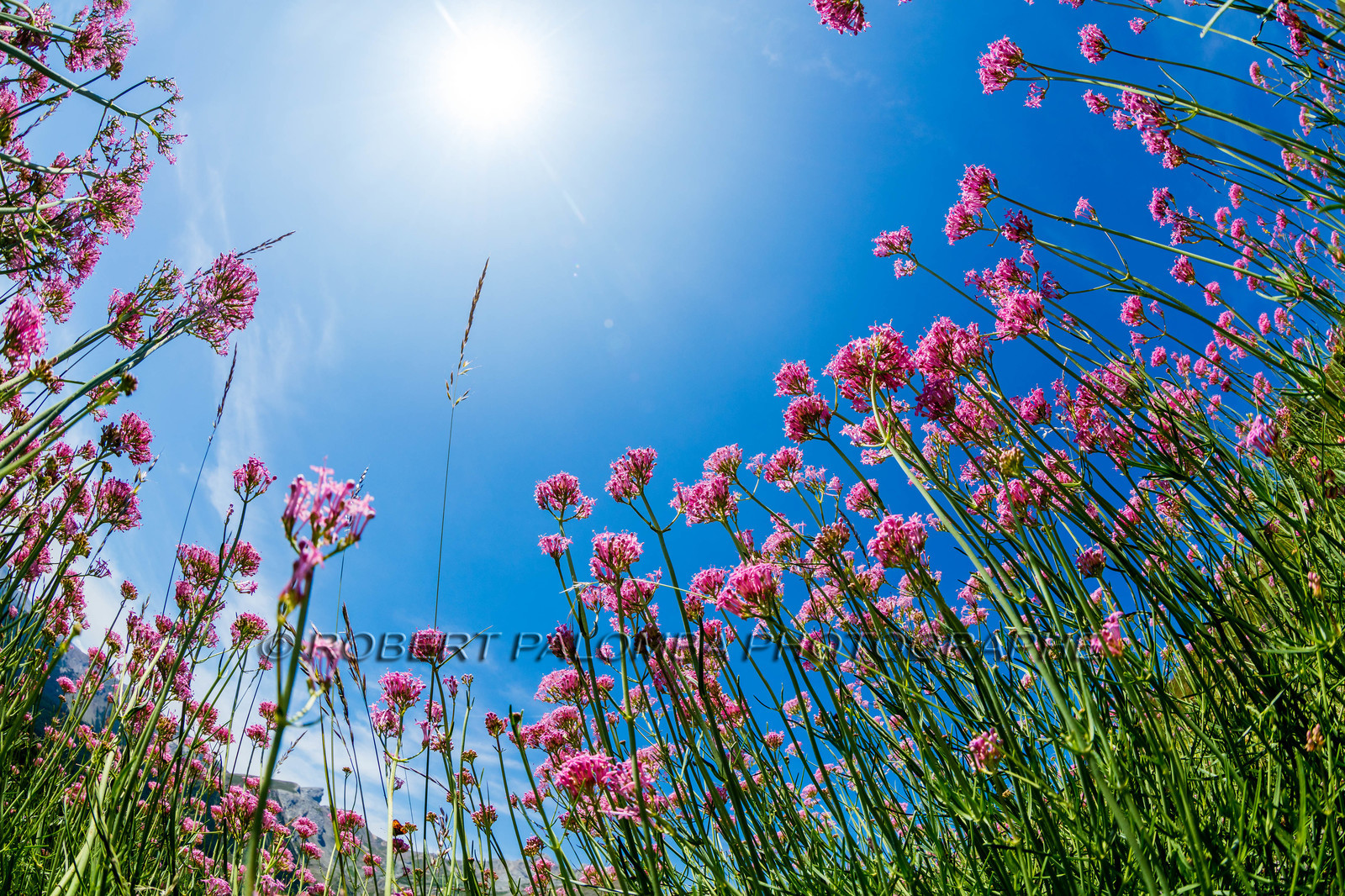 Alpes-de-Haute-Provence (04) Val d'Allos